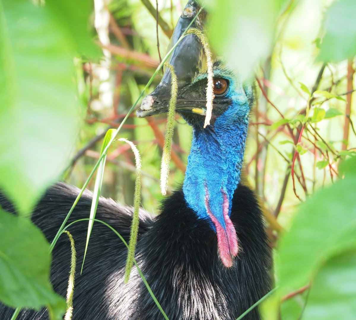 Double-wattled cassowary  (Casuarius casuarius), 2023-05-13
