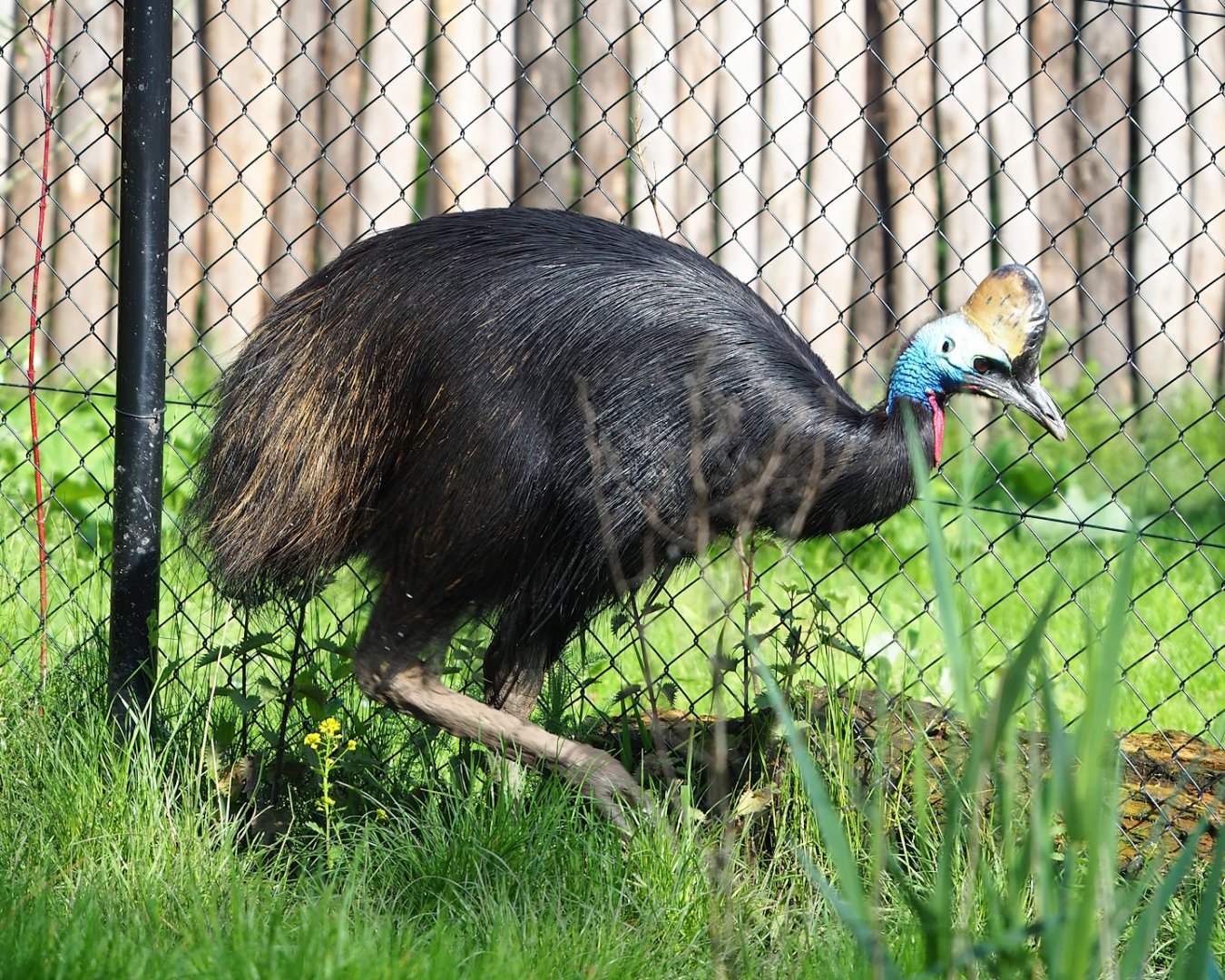 Double-wattled cassowary  (Casuarius casuarius), 2023-05-13