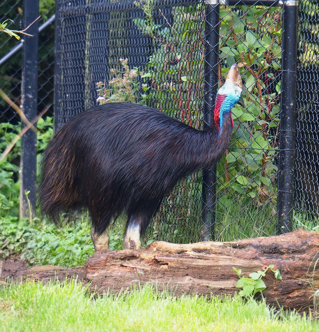 Double-wattled cassowary (Casuarius casuarius), 2023-09-19