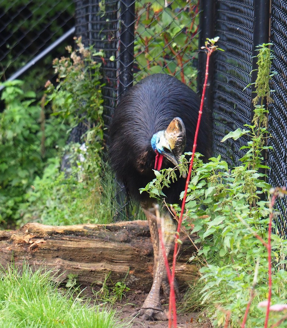 Double-wattled cassowary (Casuarius casuarius), 2023-10-04