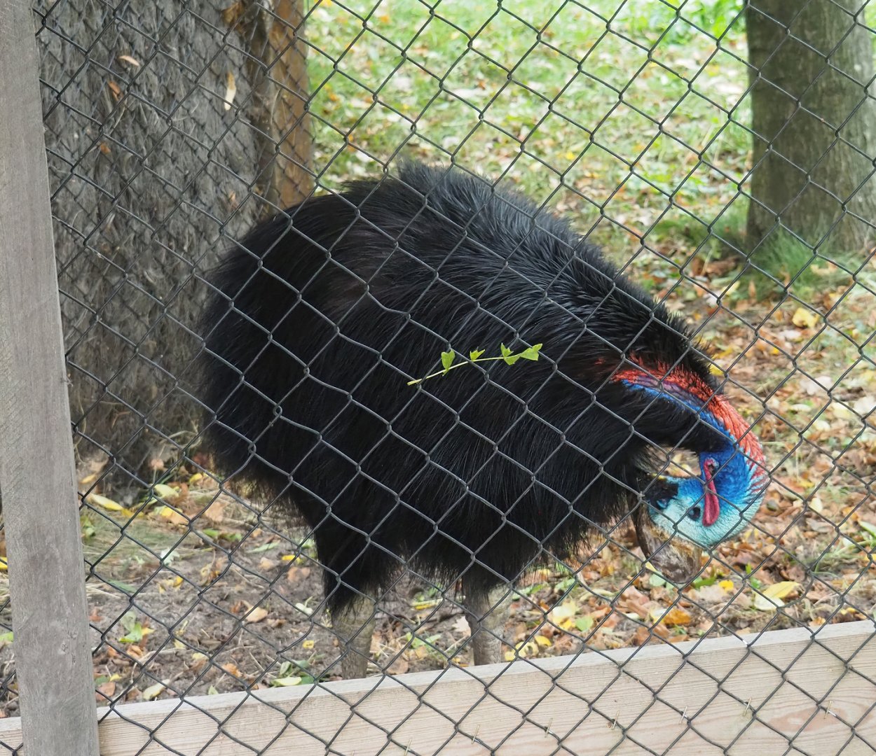 Double-wattled cassowary (Casuarius casuarius), 2023-10-13