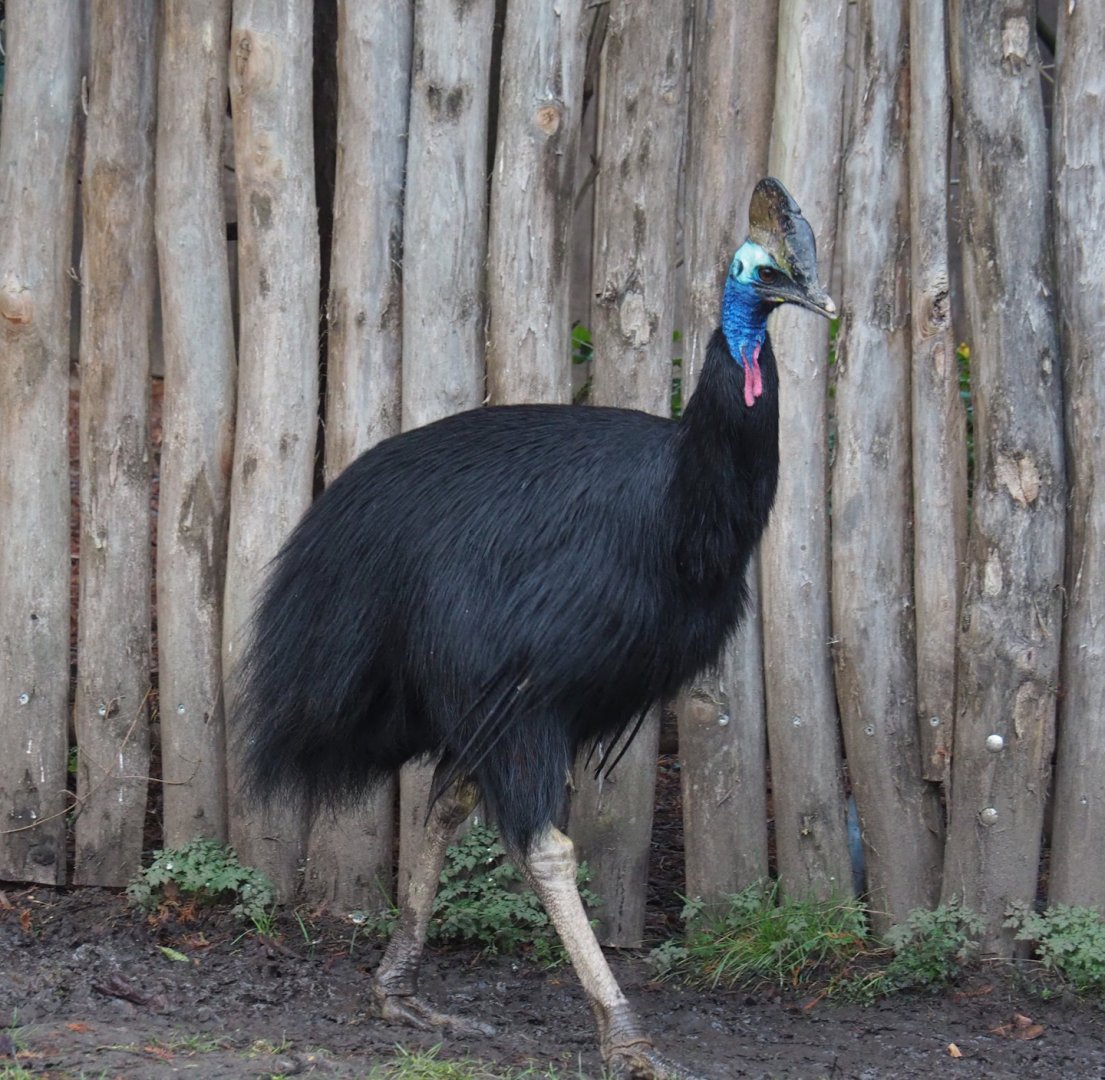 Double-wattled cassowary (Casuarius casuarius), 2024-01-01
