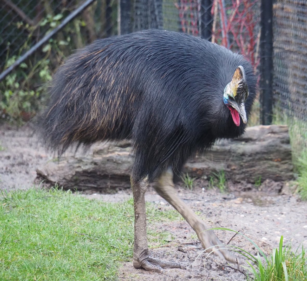 Double-wattled cassowary (Casuarius casuarius), 2024-01-01
