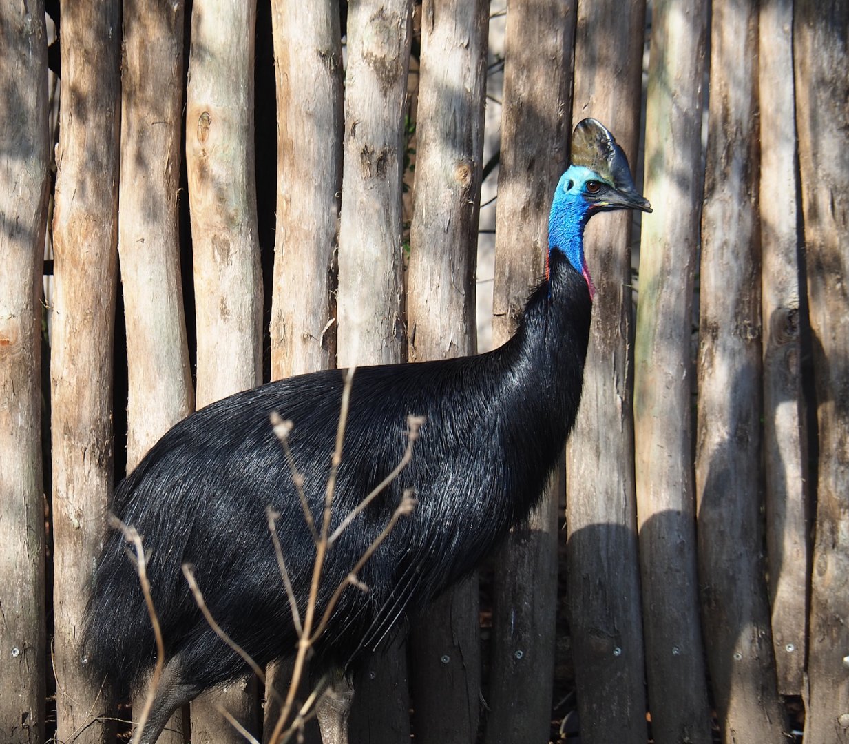 Double-wattled cassowary (Casuarius casuarius), 2024-03-04