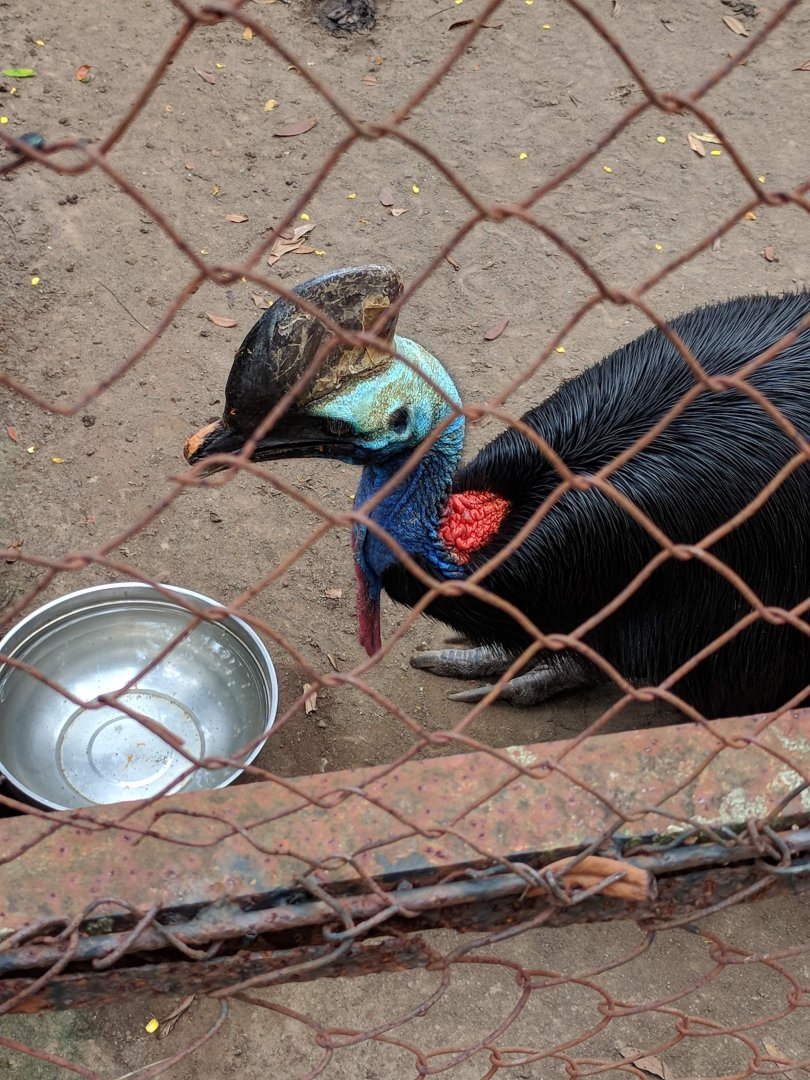 Double-wattled Cassowary (Casuarius casuarius) - Taru Jurug Zoo