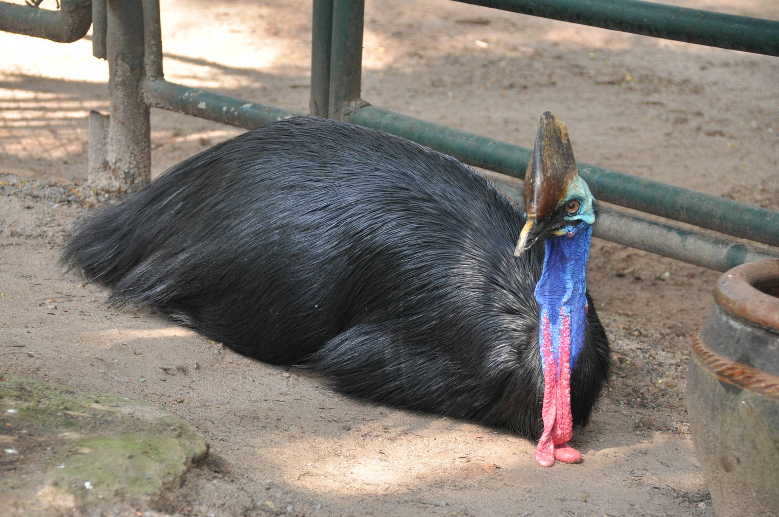 Double-wattled cassowary/ Casuarius casuarius