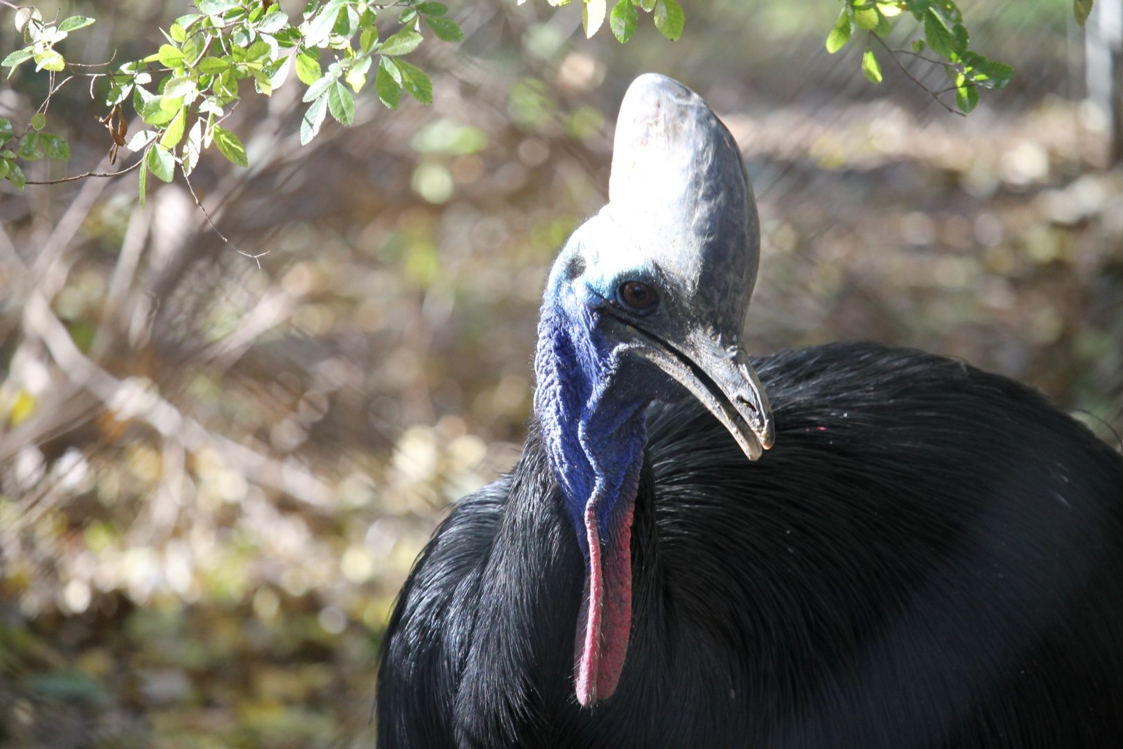 Double-wattled Cassowary (Casuarius casuarius)