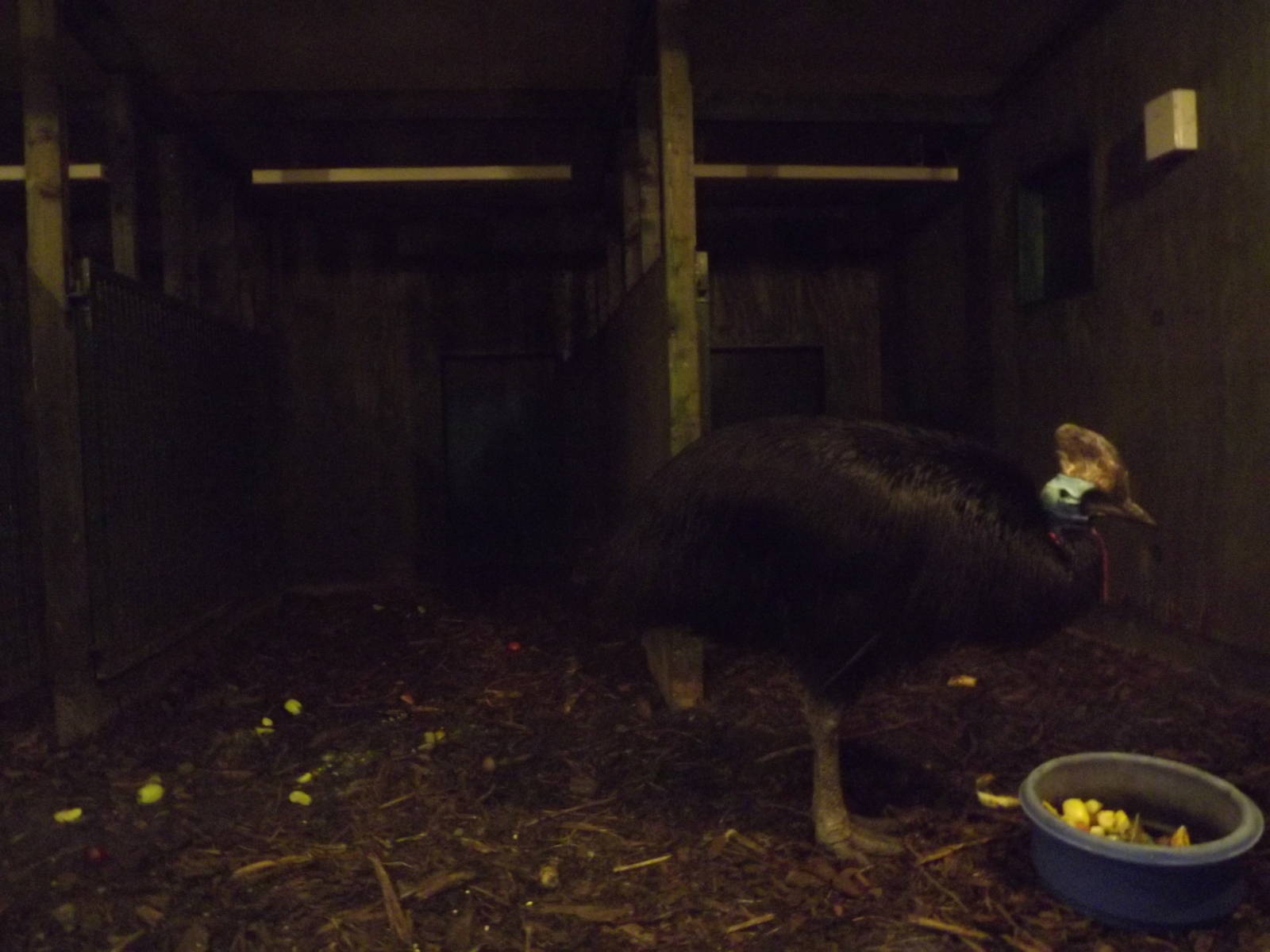 Double-wattled cassowary enclosure at Edinburgh Zoo 28/12/11