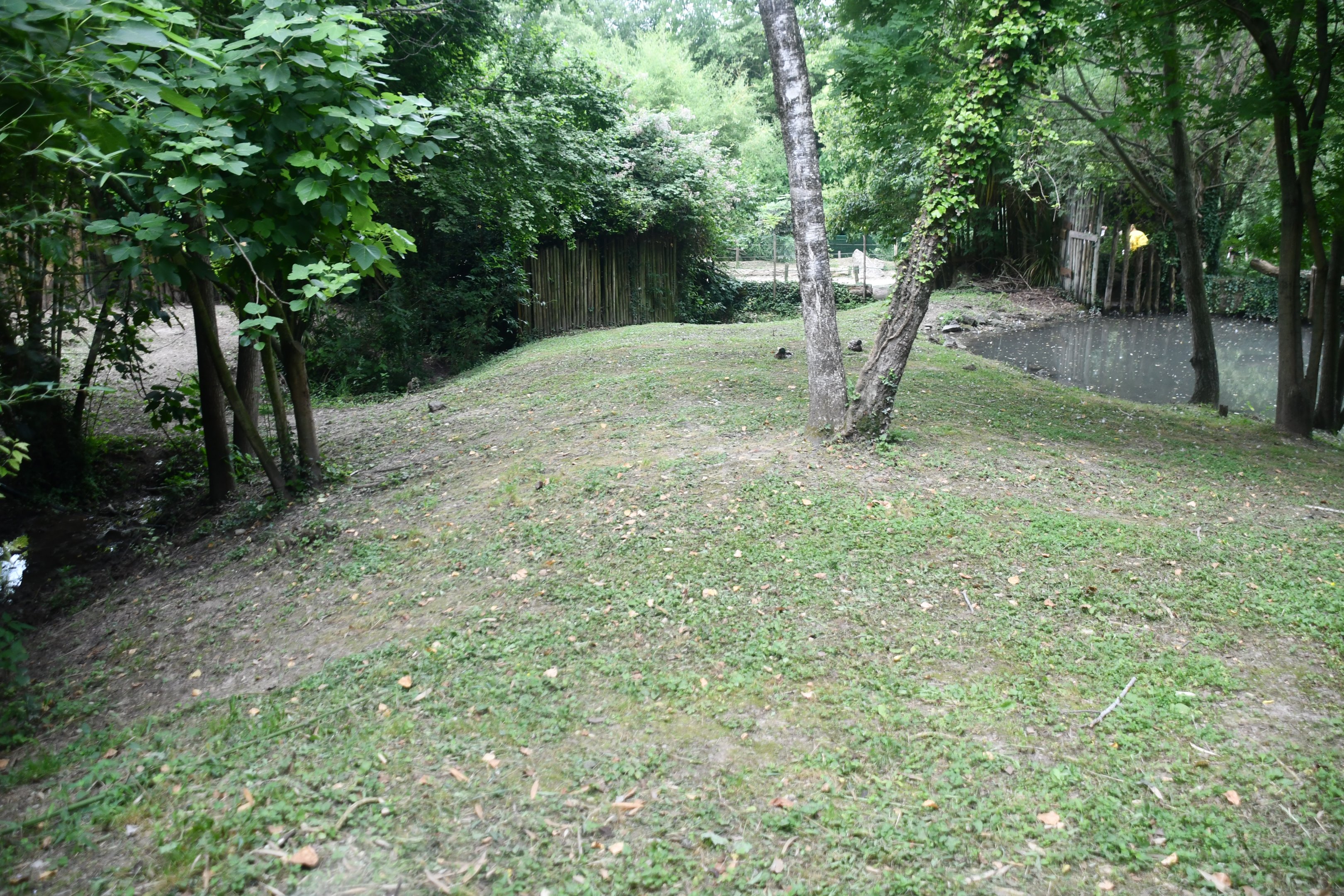 Double-wattled Cassowary exhibit (mixed with Black Swans)