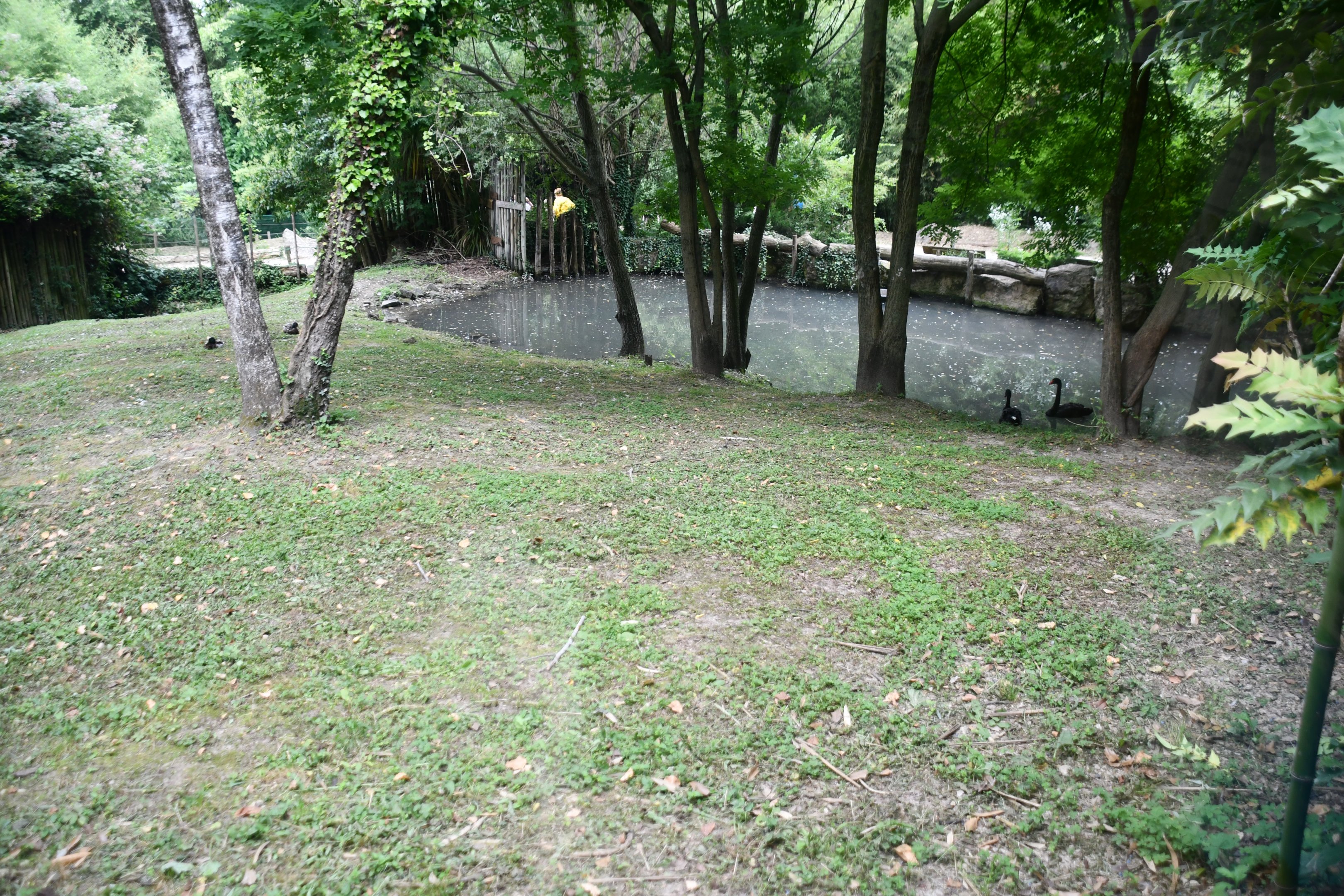 Double-wattled Cassowary exhibit (mixed with Black Swans)