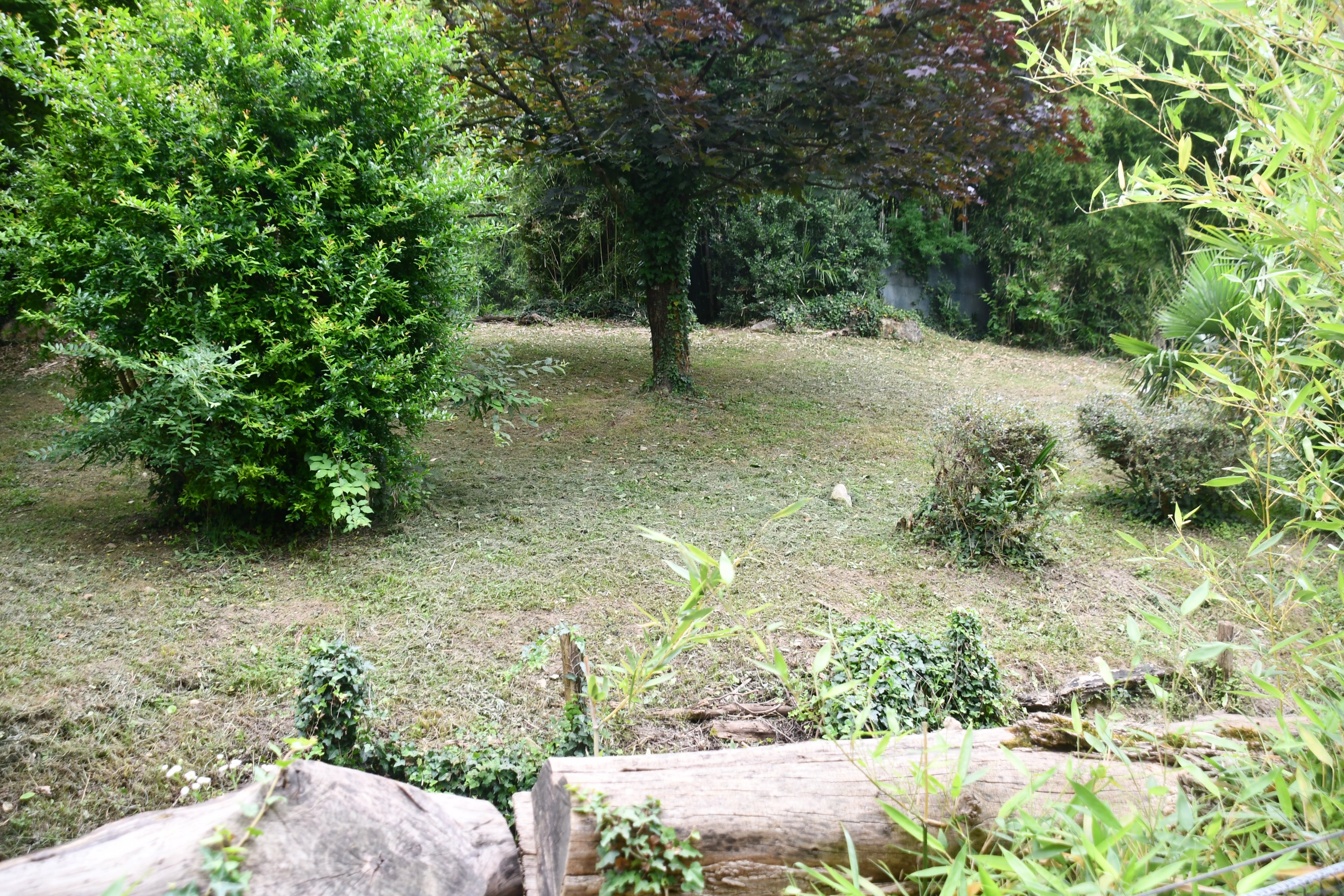 Double-wattled Cassowary exhibit (mixed with Black Swans)