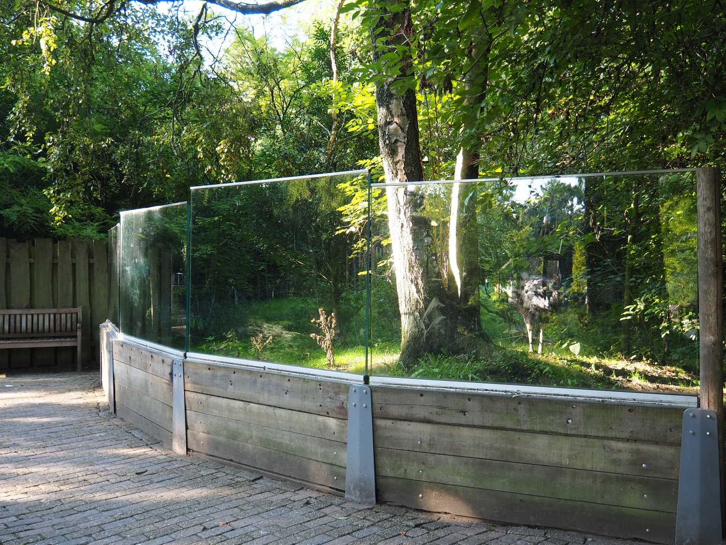 Double-wattled cassowary exhibit viewing windows (Sep 2nd, 2018)