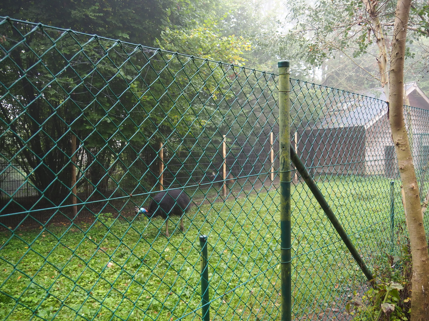 Double-wattled cassowary exhibit, with new dividing fence, 2021-10-10