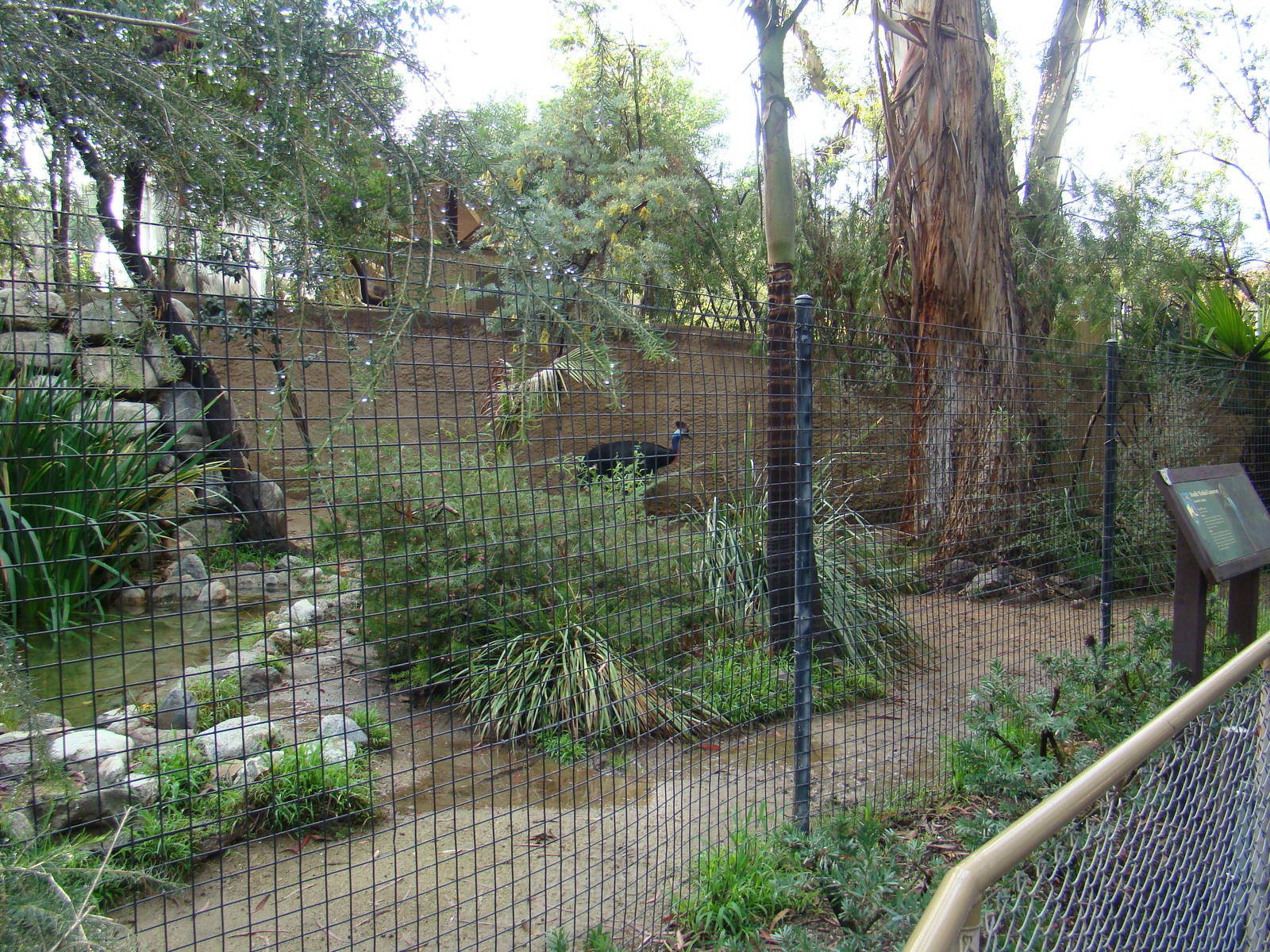 Double-wattled Cassowary exhibit