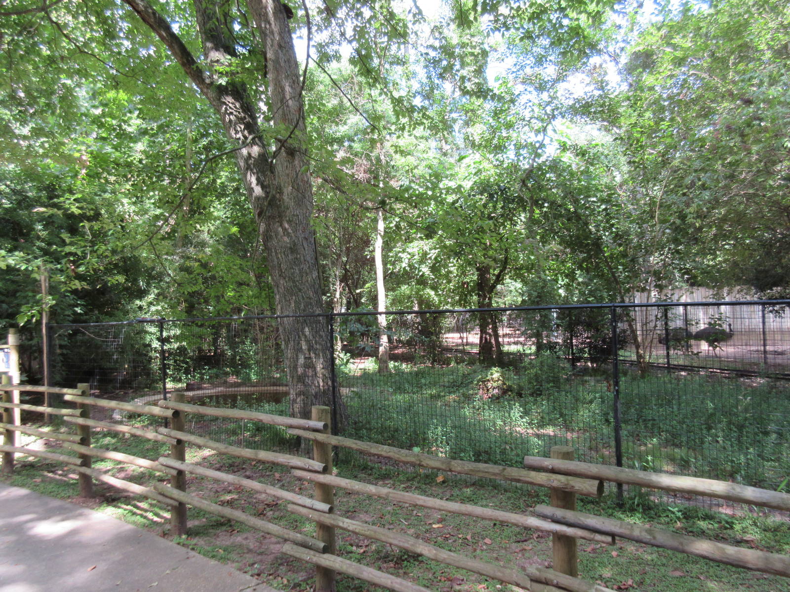 Double-Wattled Cassowary Exhibit