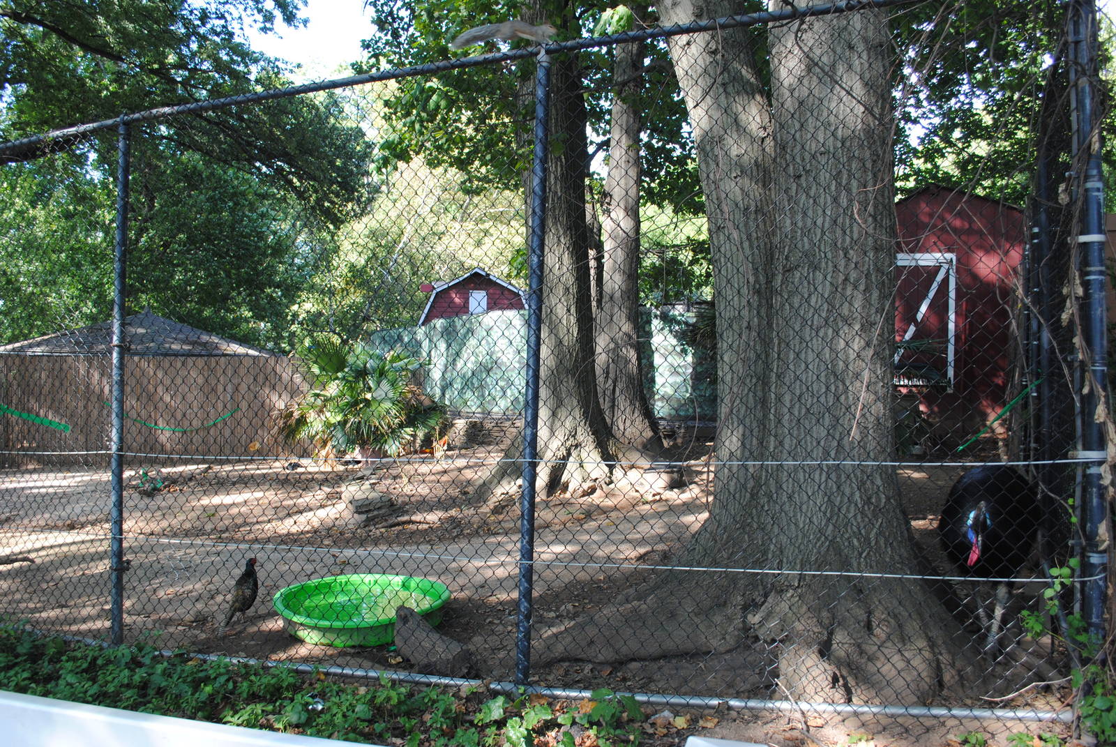 Double-wattled Cassowary exhibit