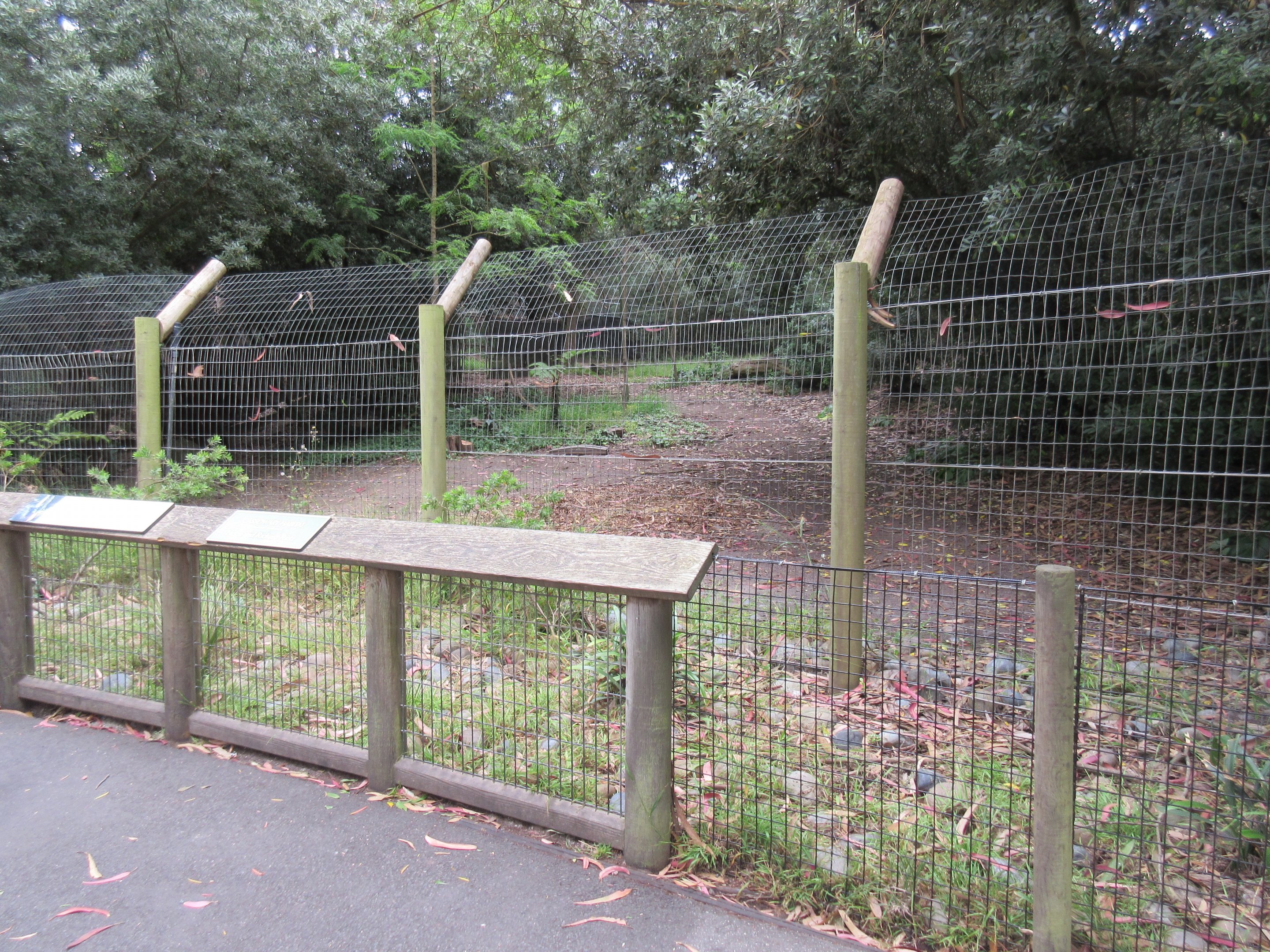 Double-Wattled Cassowary Exhibit