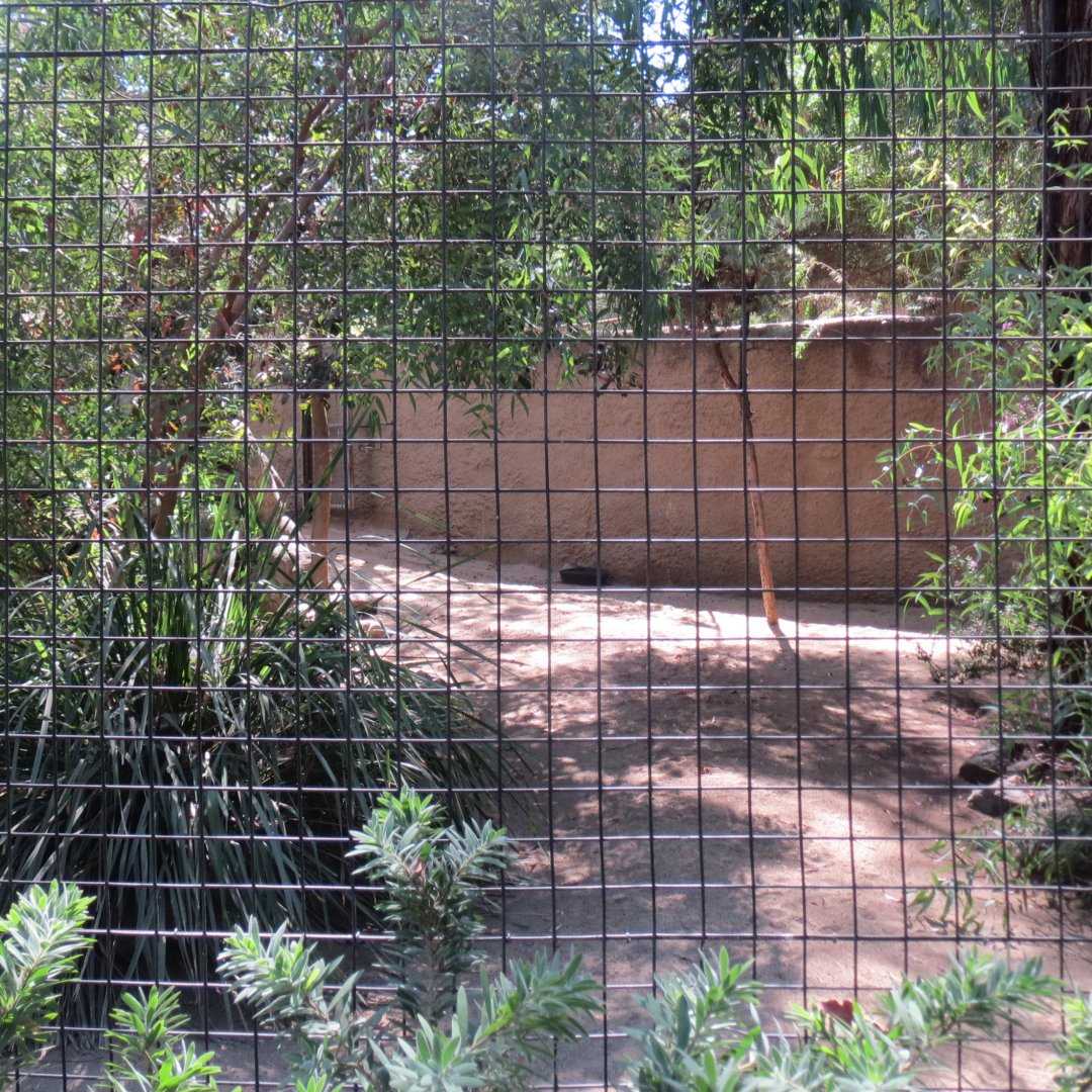 Double Wattled Cassowary Exhibit