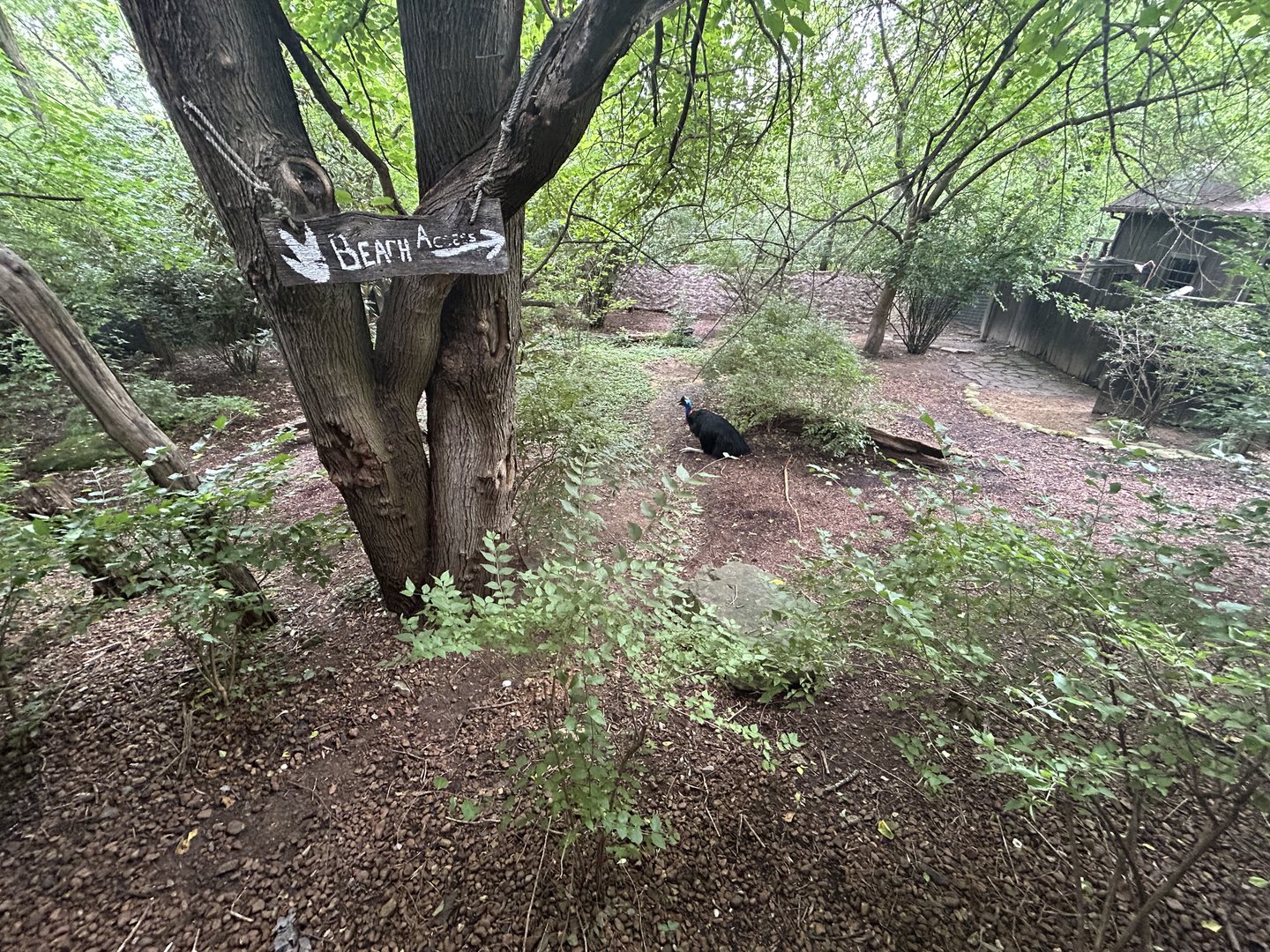 Double-wattled Cassowary Exhibit