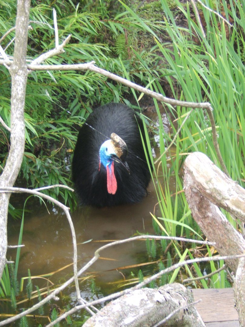 Double-wattled Cassowary gone for a paddle 31/07/2017
