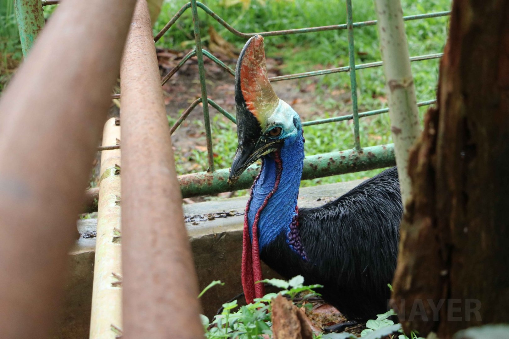 Double-wattled cassowary (historically bistriatus?), June 2016