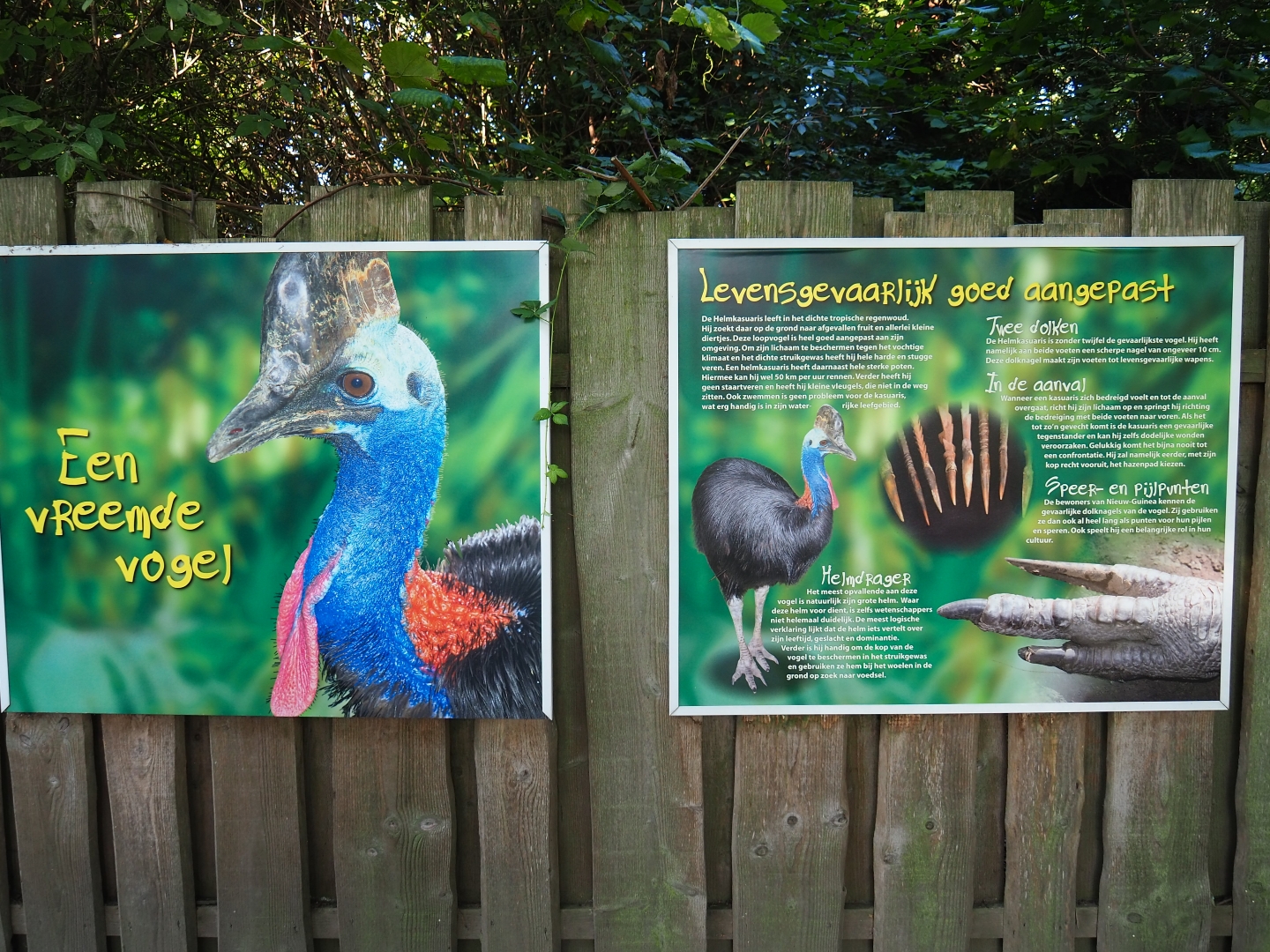 Double-wattled cassowary signs (Sep 2nd, 2018)