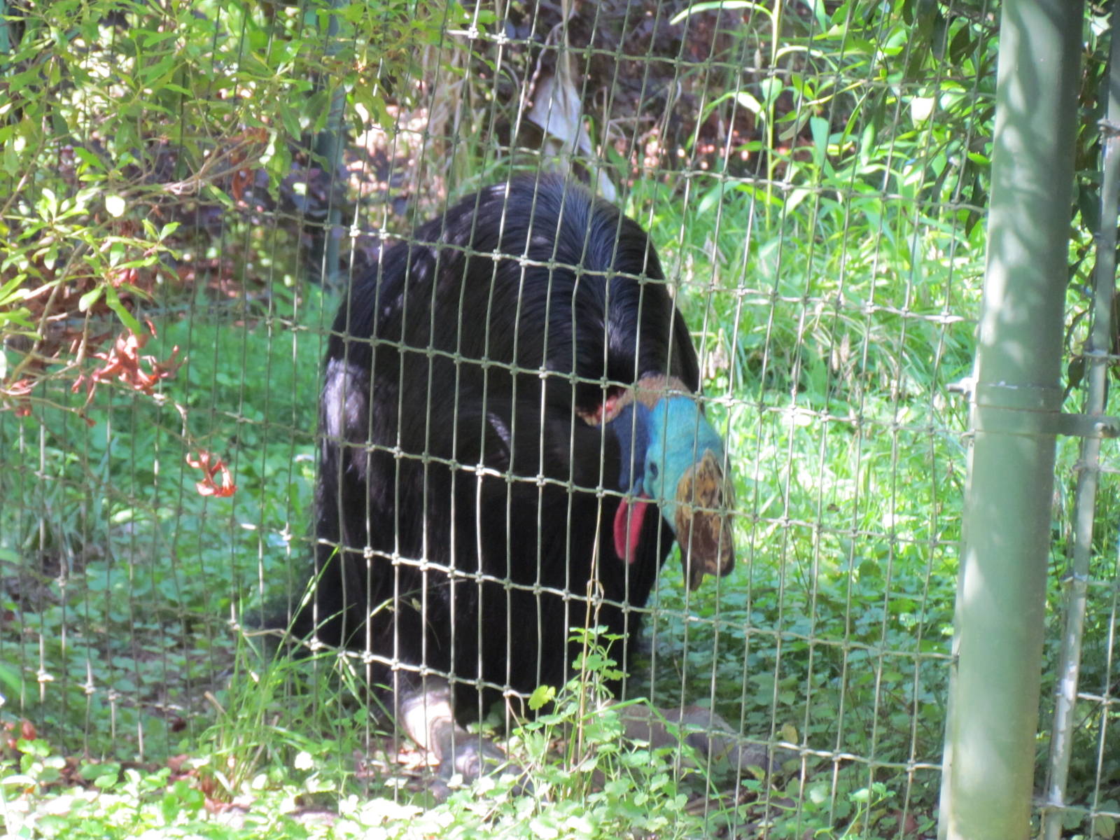 Double-Wattled Cassowary Sitting