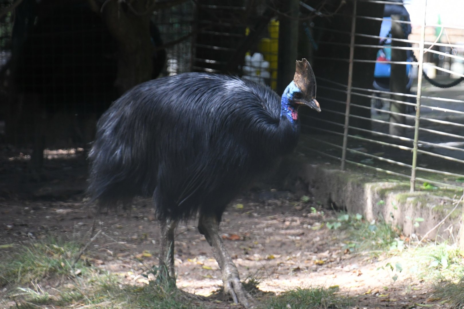Double-wattled Cassowary (Zoo Lourosa)