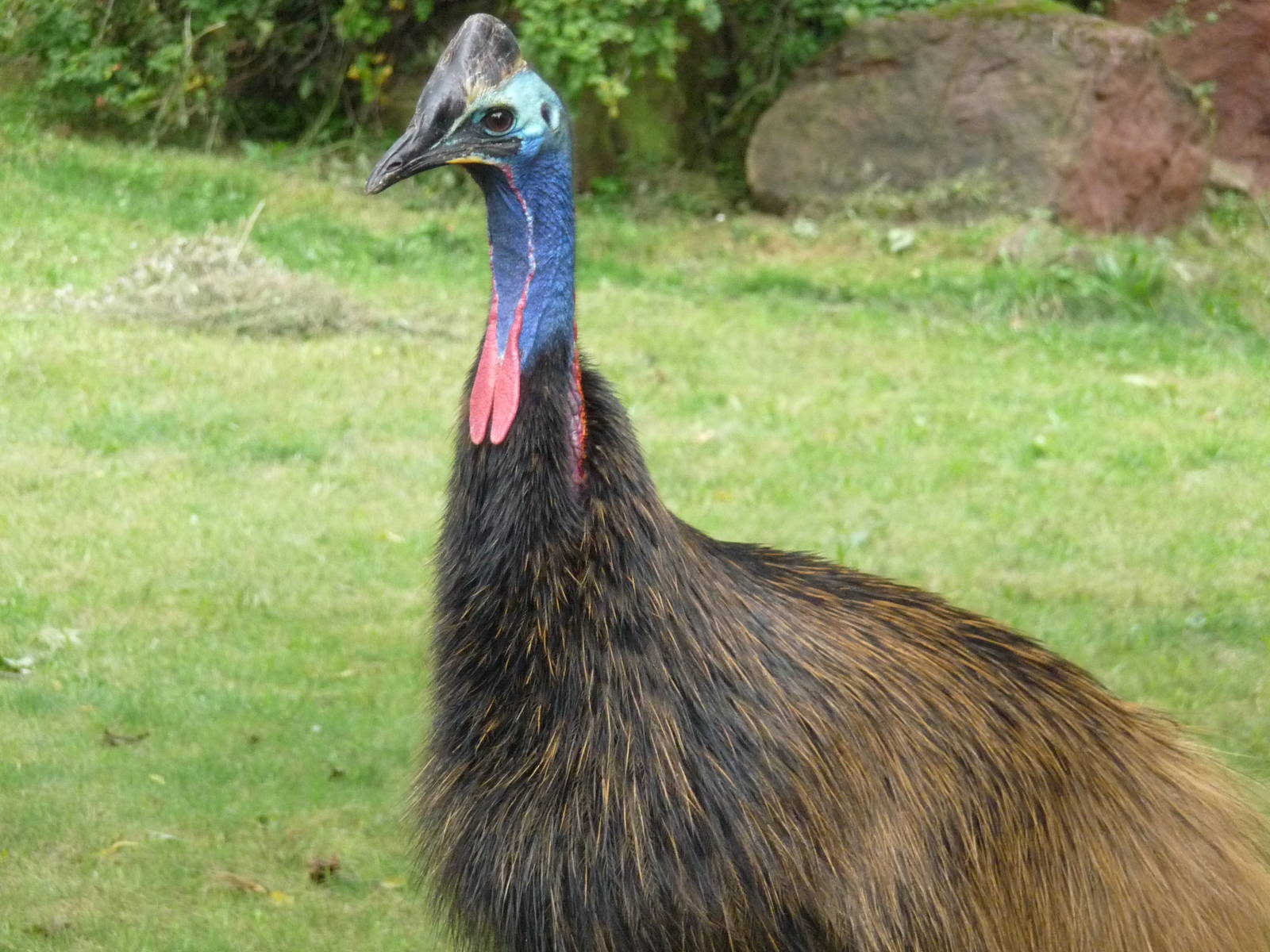 Double wattled Cassowary