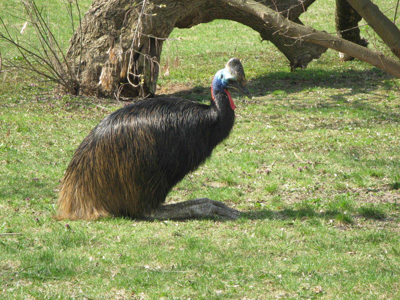 Double-wattled cassowary