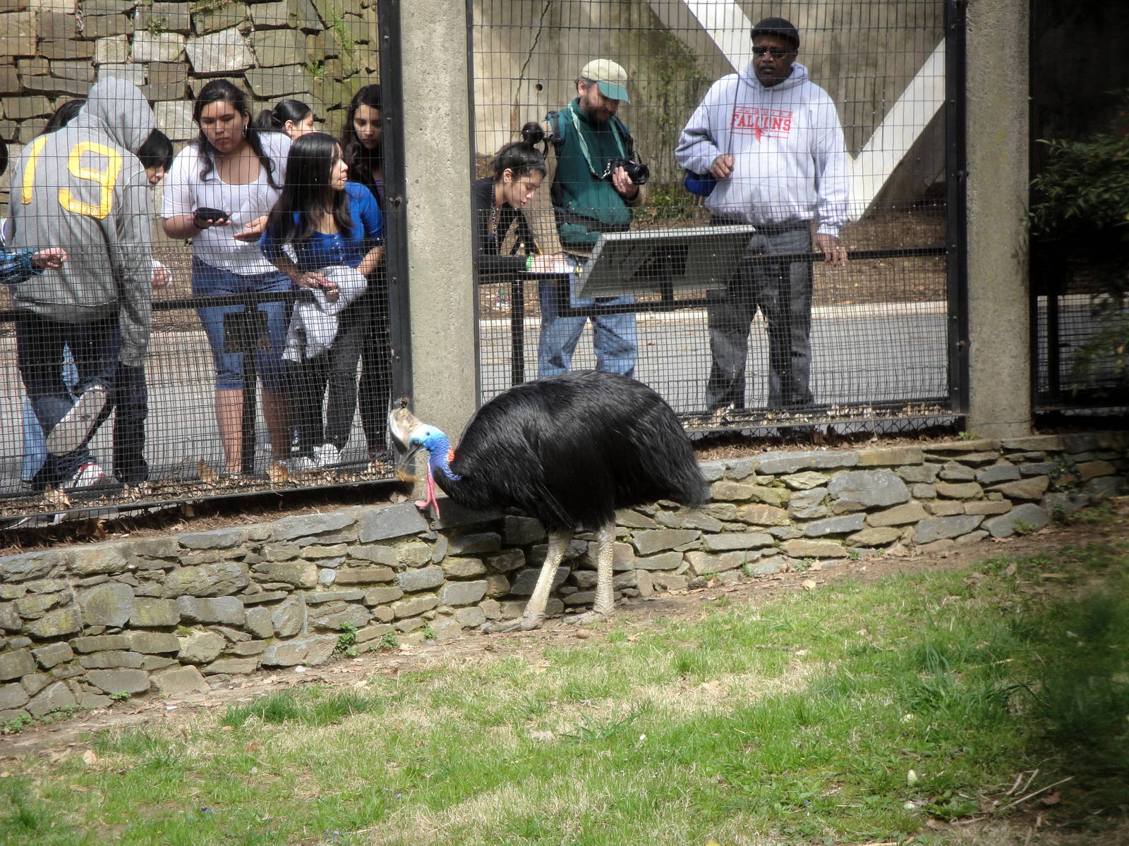 Double-wattled Cassowary