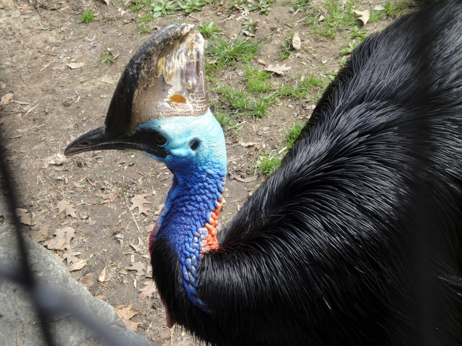 Double-wattled Cassowary