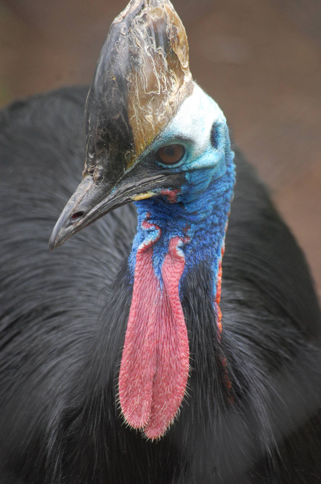 Double-wattled Cassowary