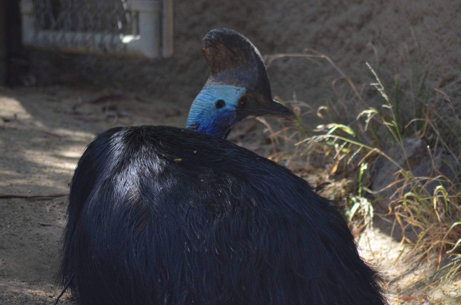 Double-wattled Cassowary