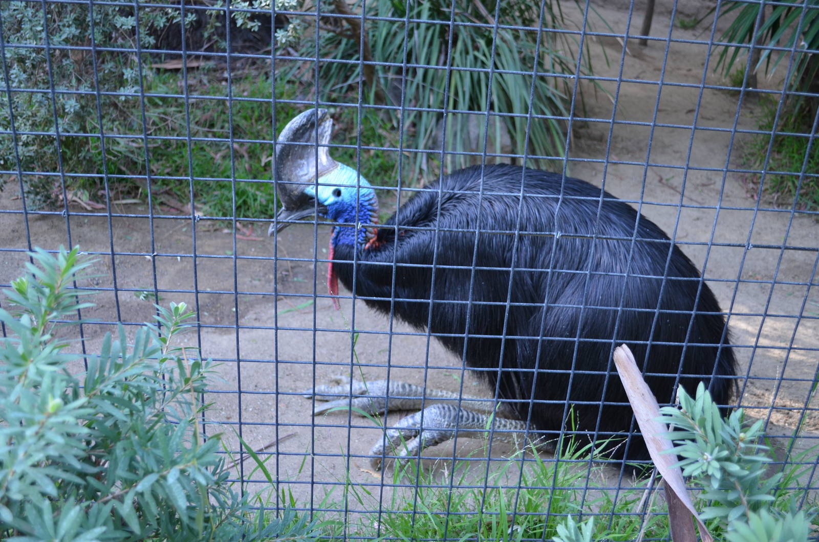 Double-wattled Cassowary