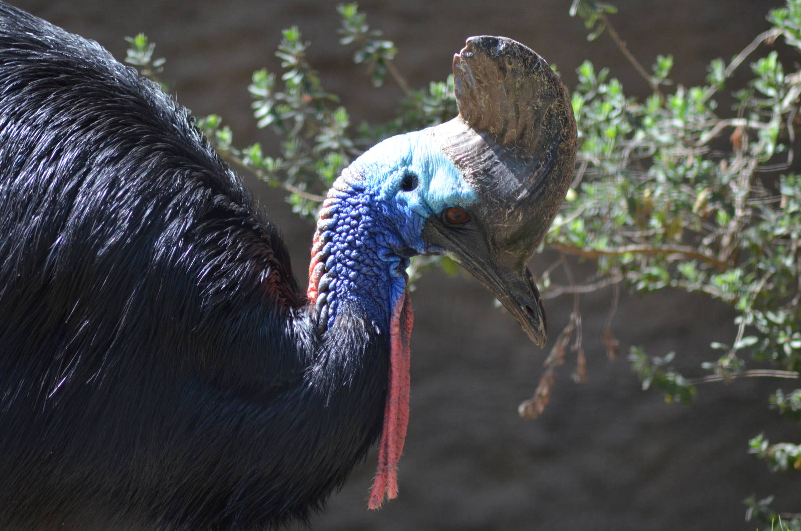 Double-wattled Cassowary