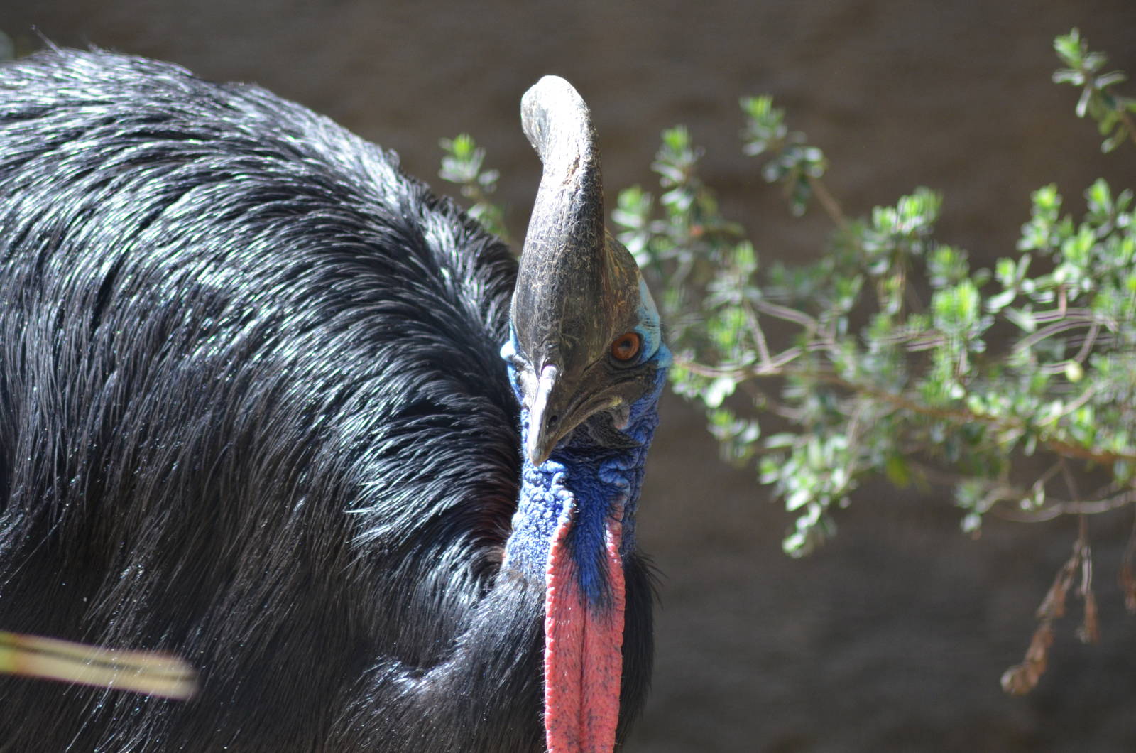 Double-wattled Cassowary