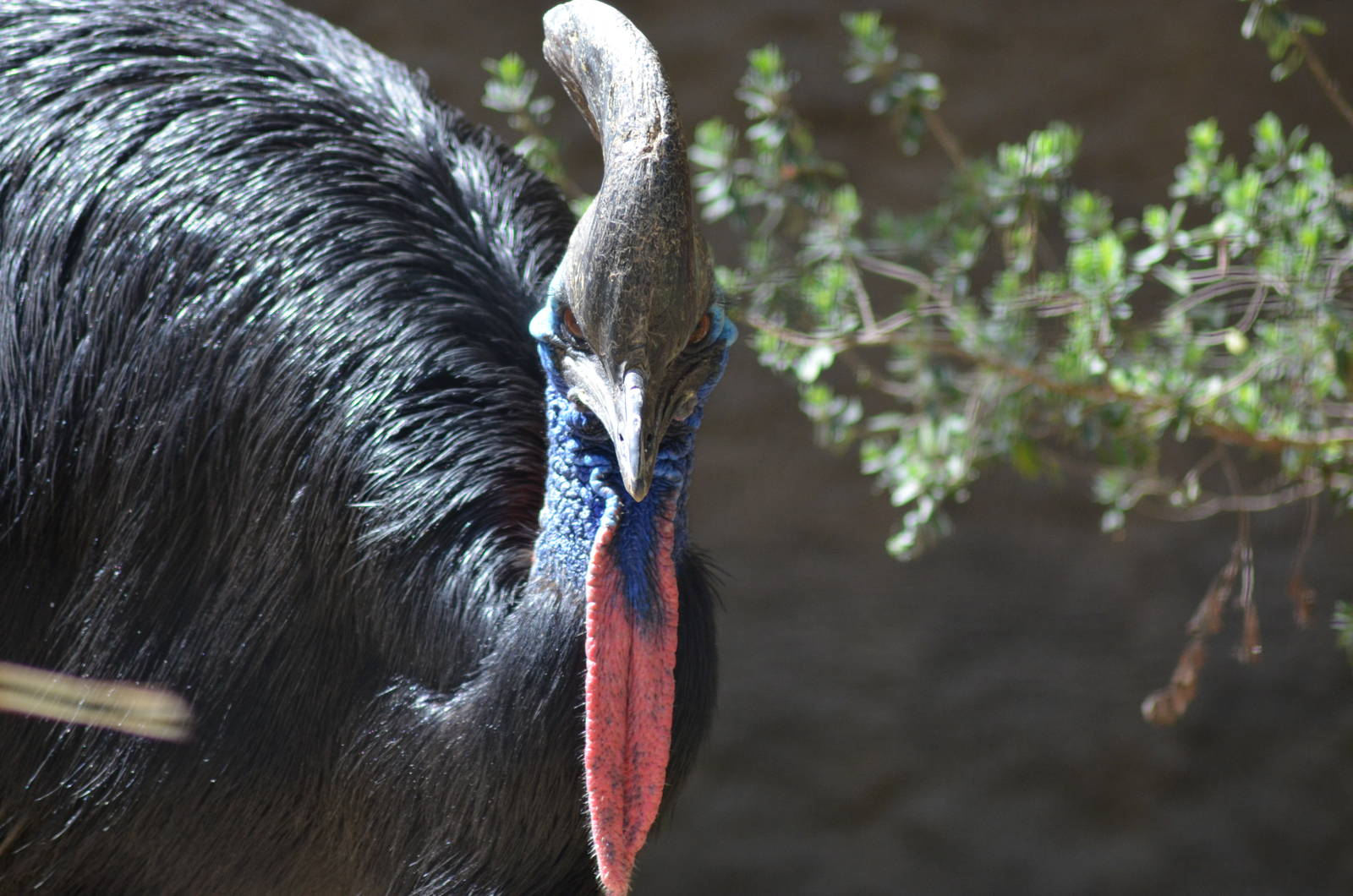 Double-wattled Cassowary