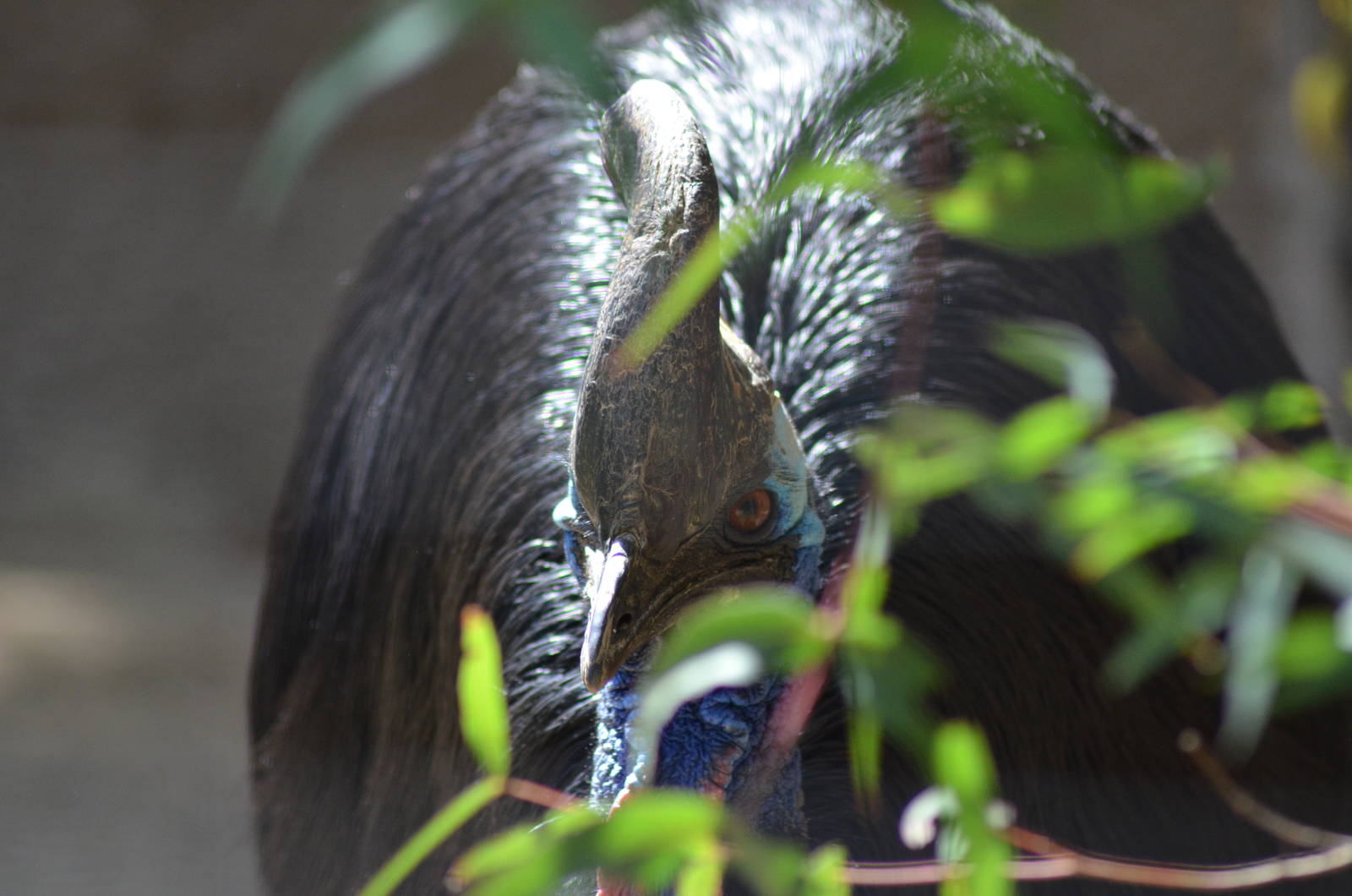 Double-wattled Cassowary