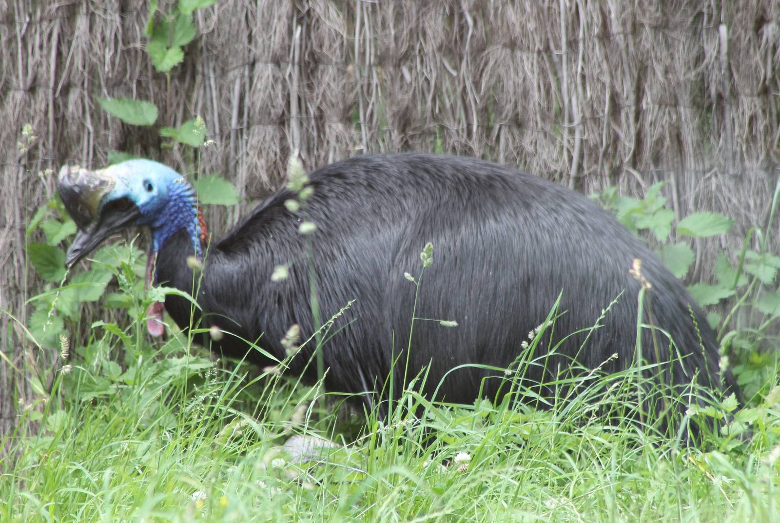 Double-wattled cassowary