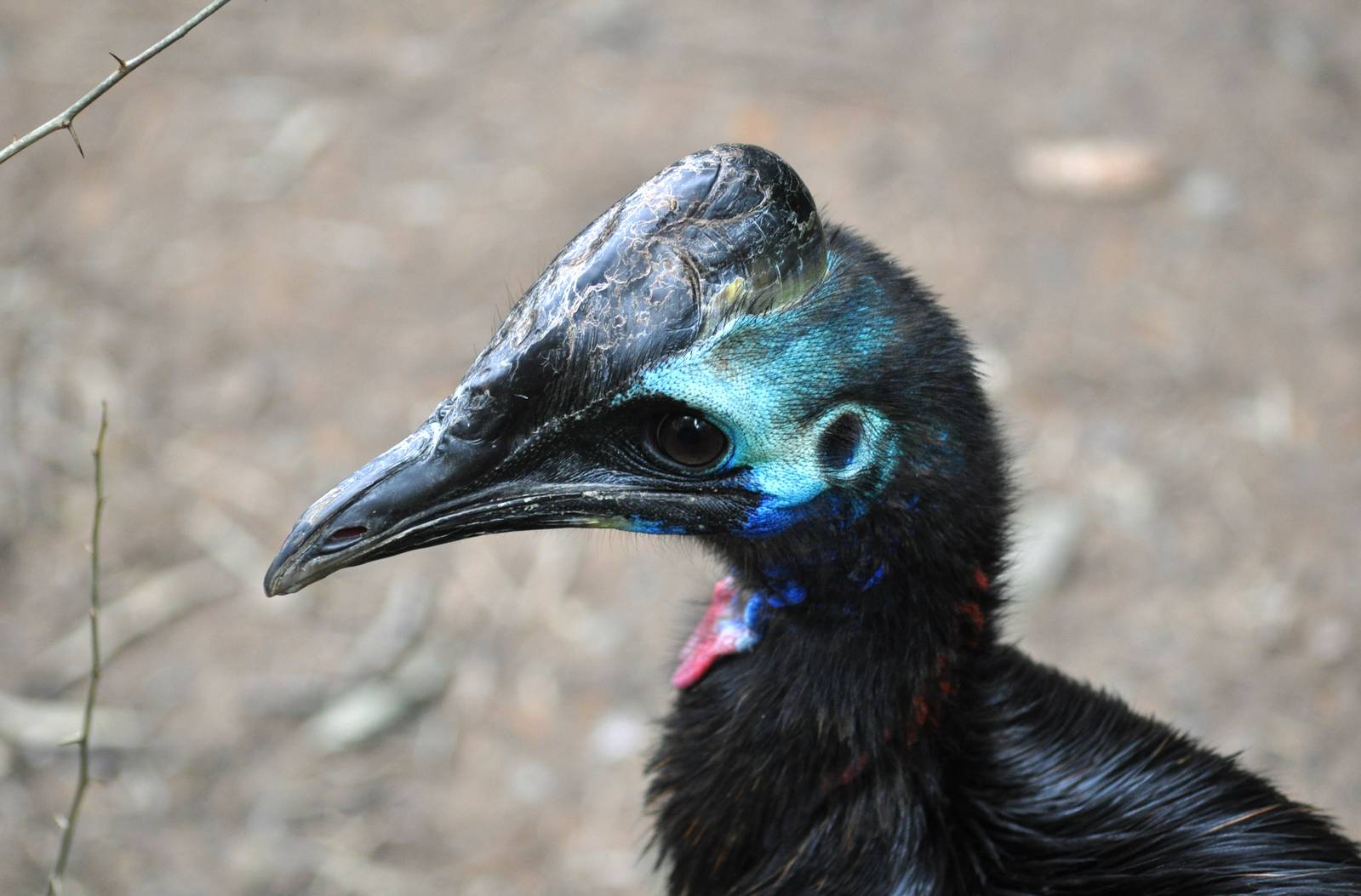 Double-Wattled Cassowary