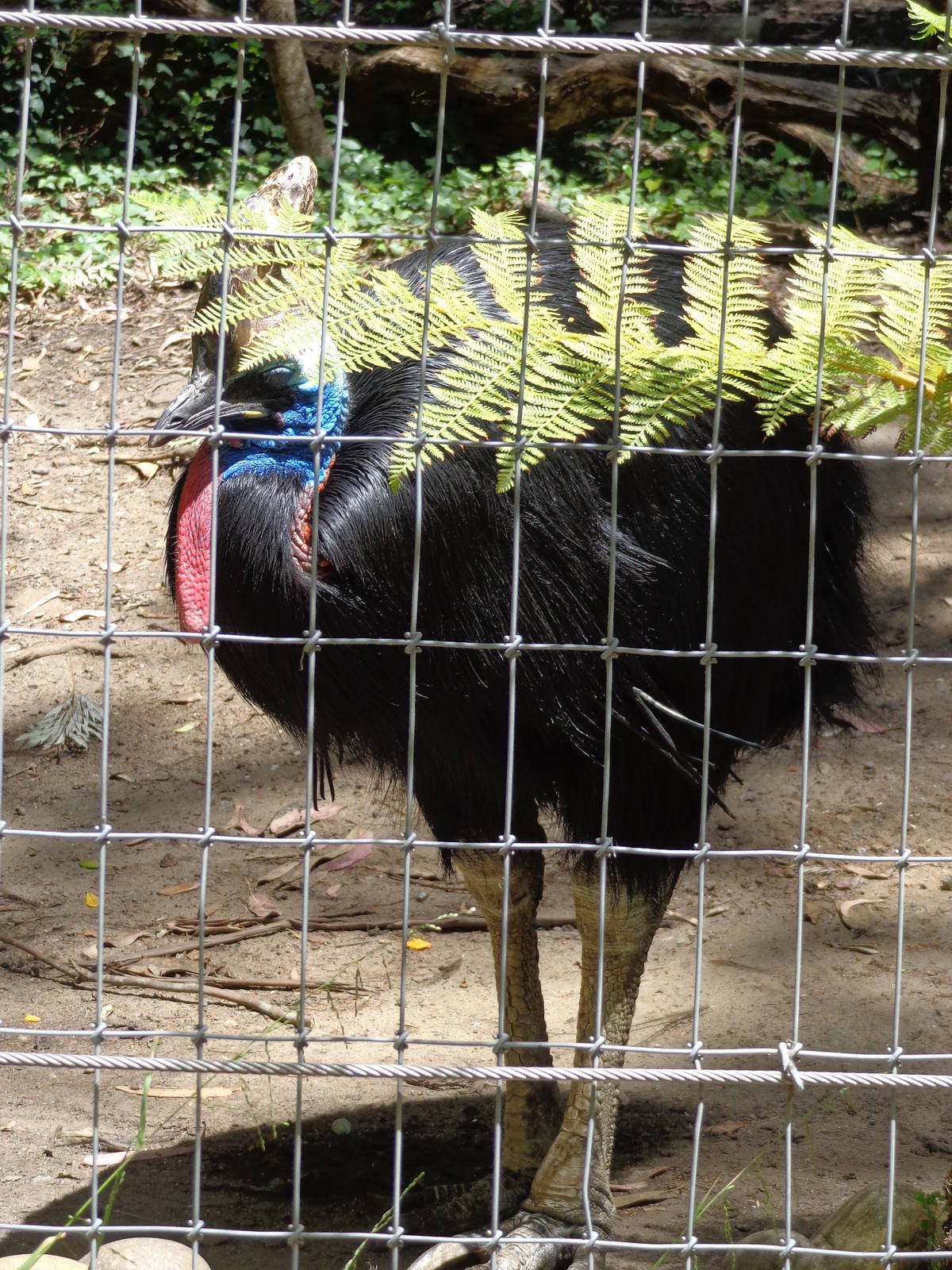 Double Wattled Cassowary