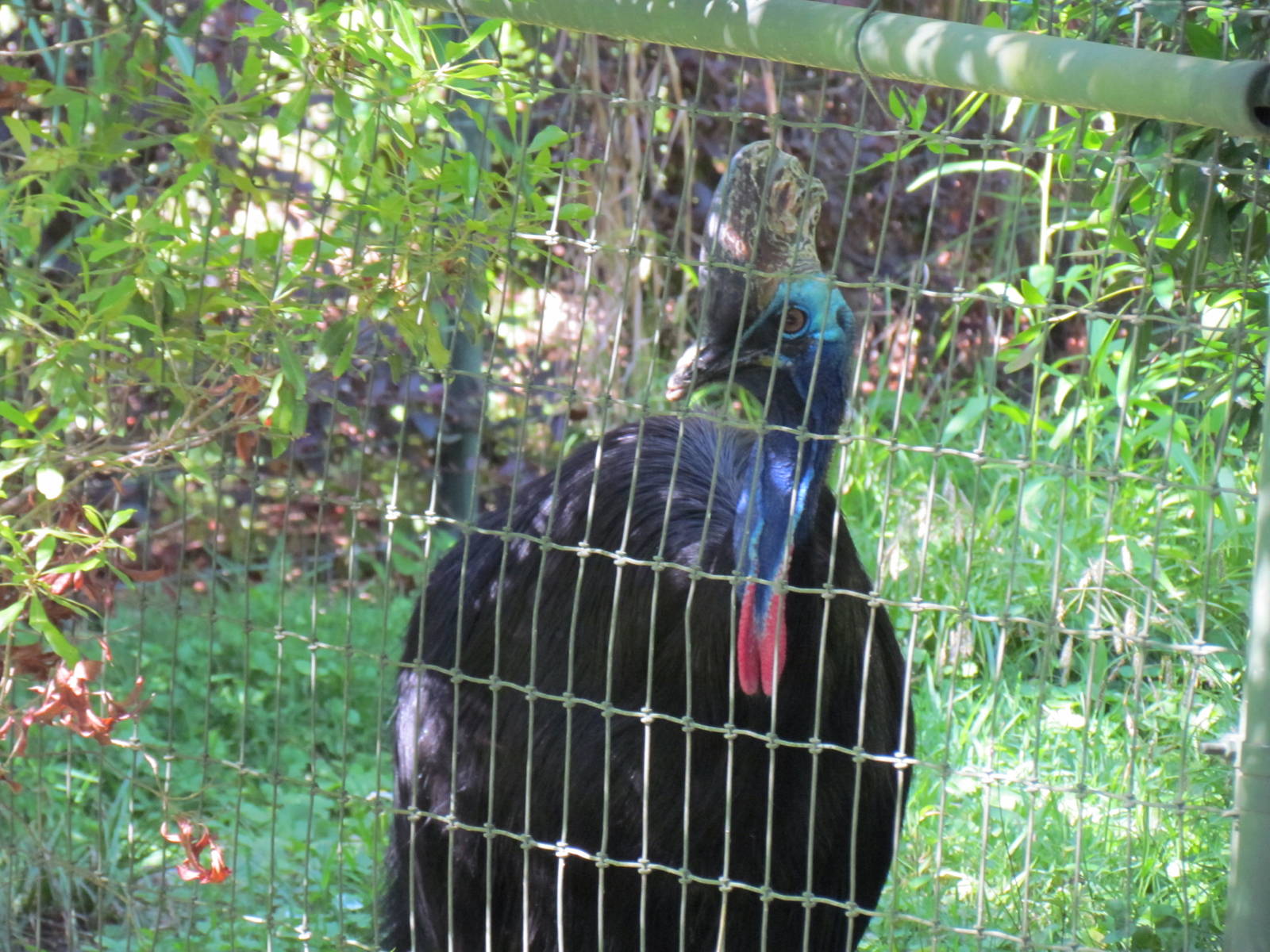 Double-Wattled Cassowary