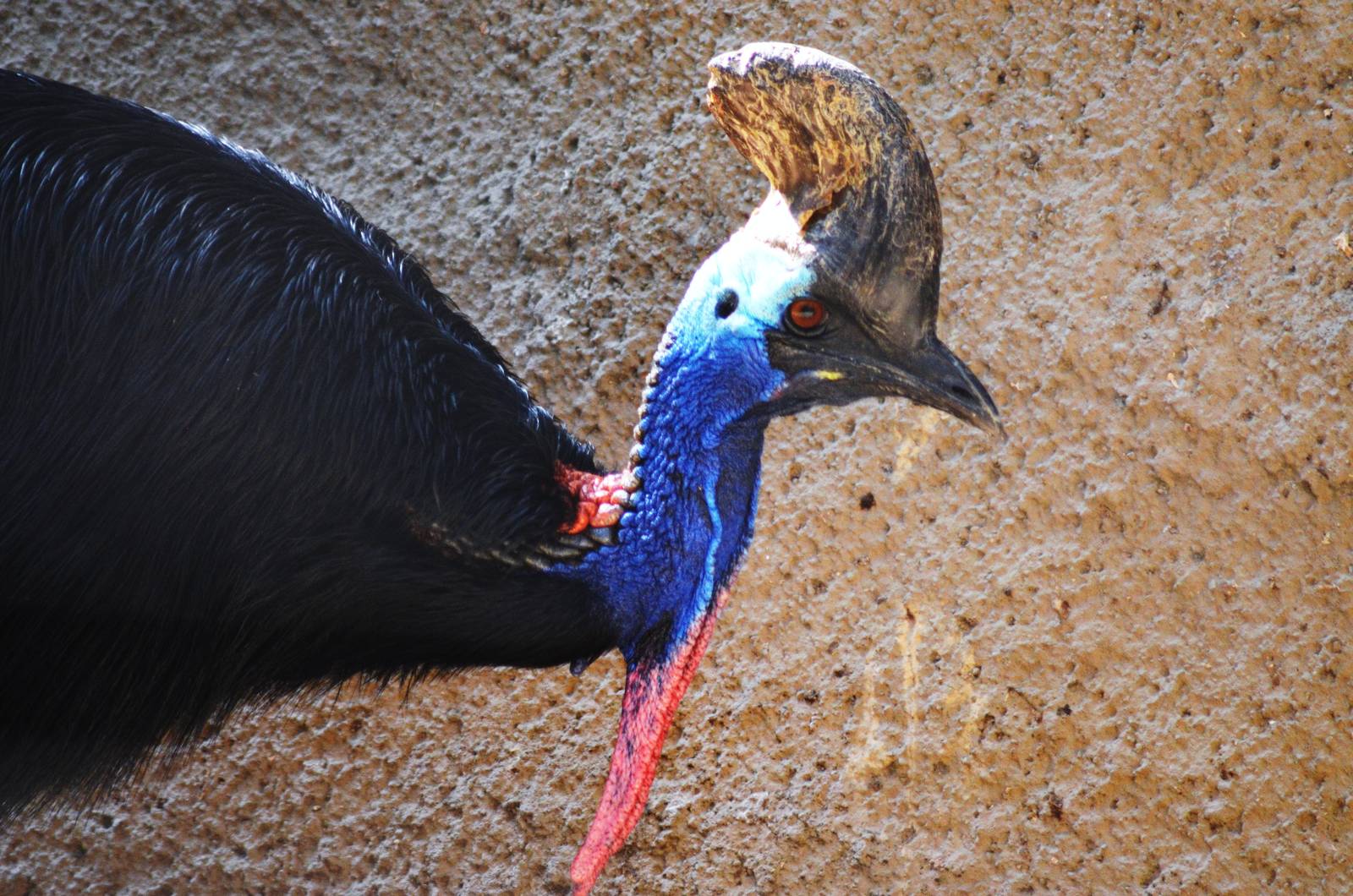 Double Wattled Cassowary