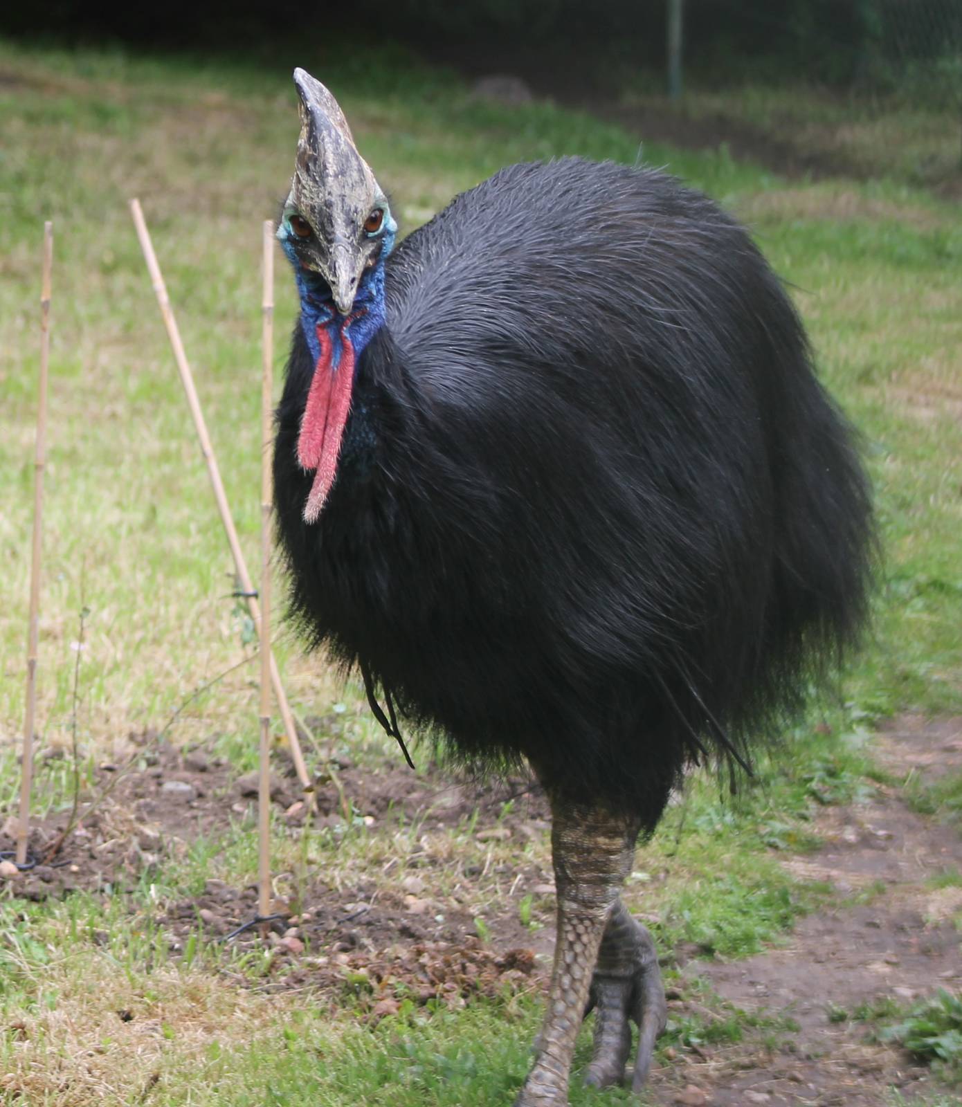 Double wattled cassowary