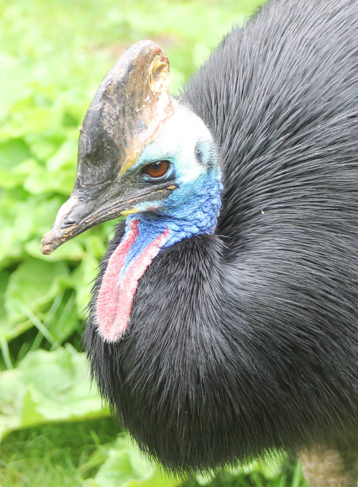 Double wattled cassowary