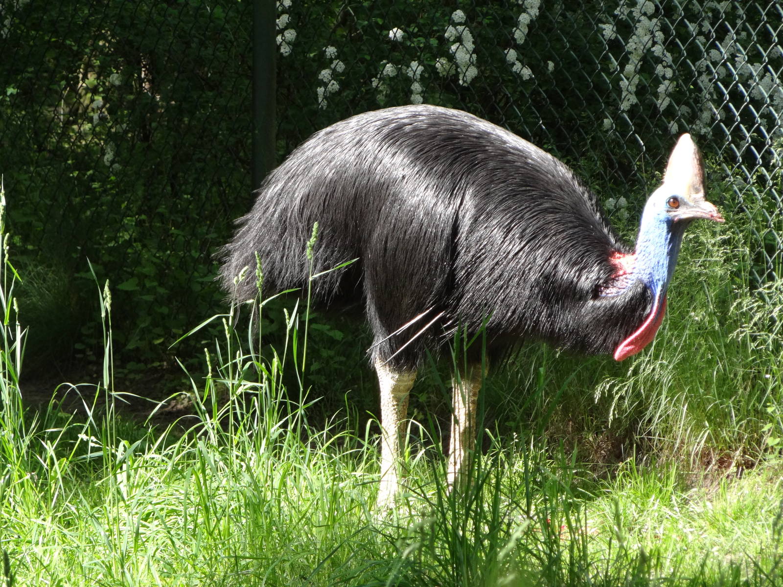 Double-wattled Cassowary