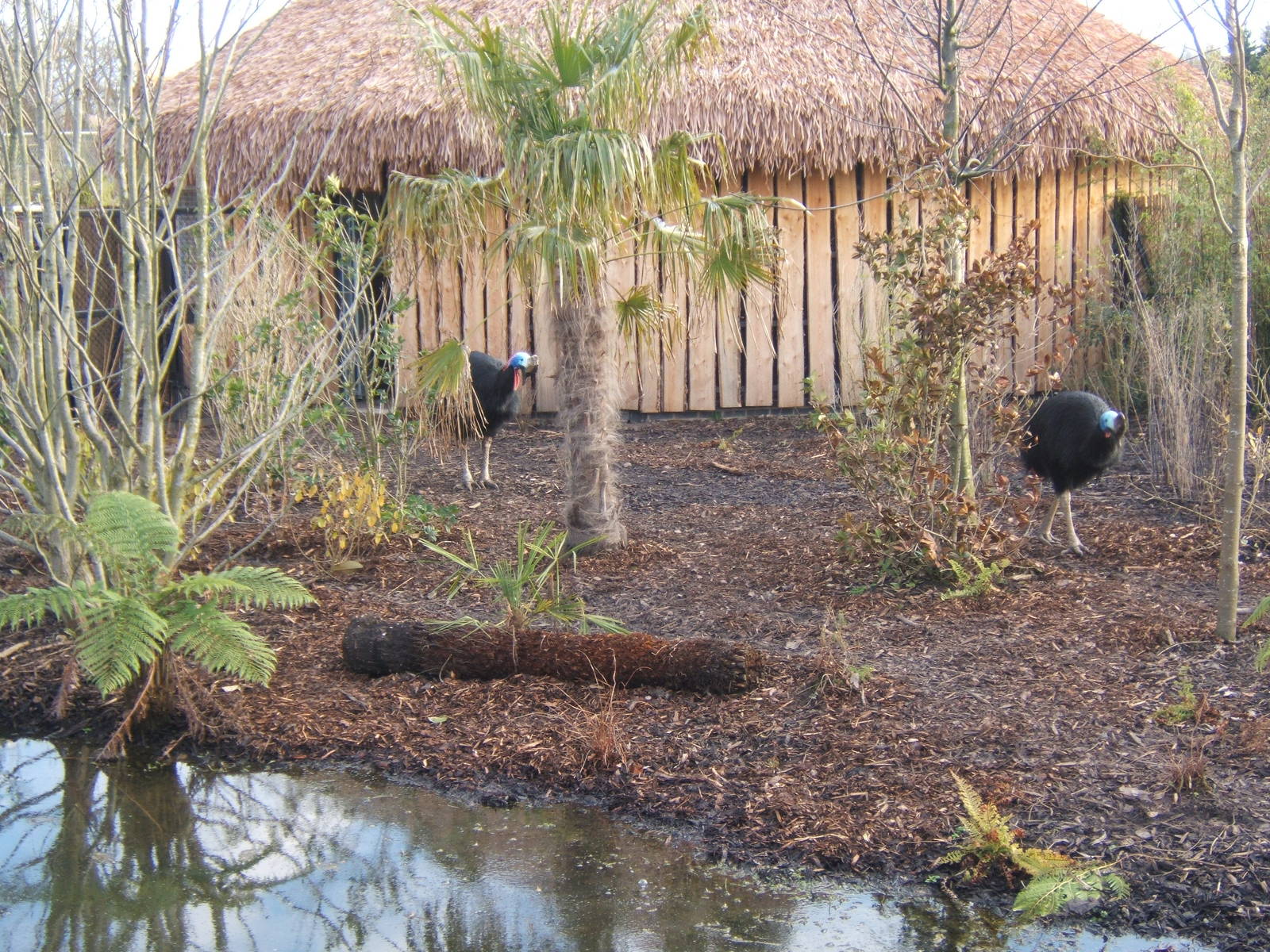 Double-wattled Cassowary