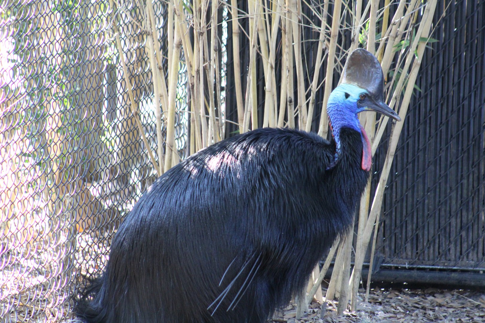 Double-Wattled Cassowary