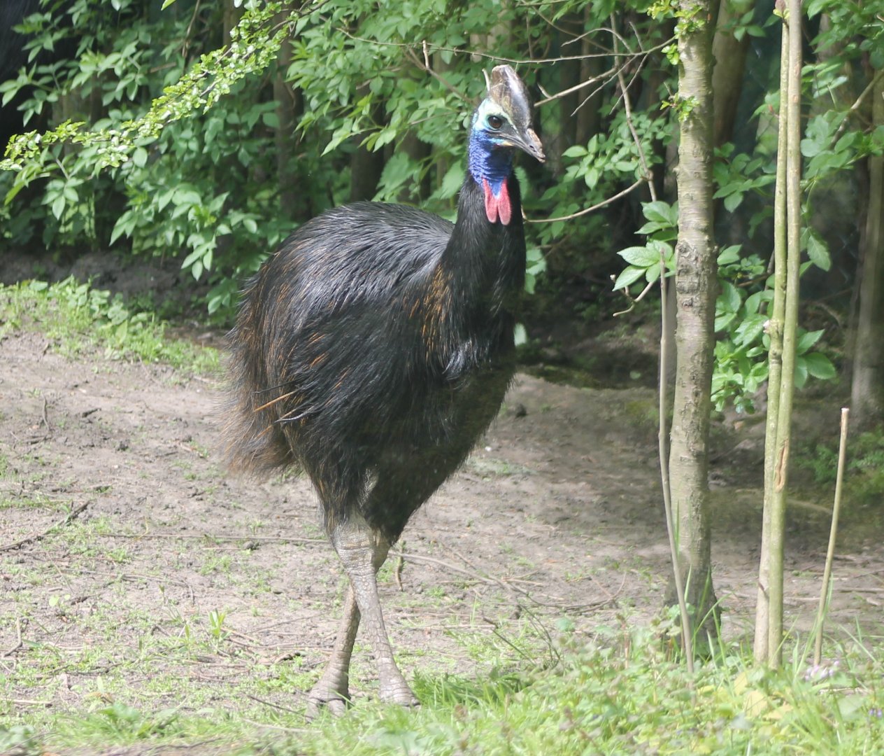 Double-wattled cassowary